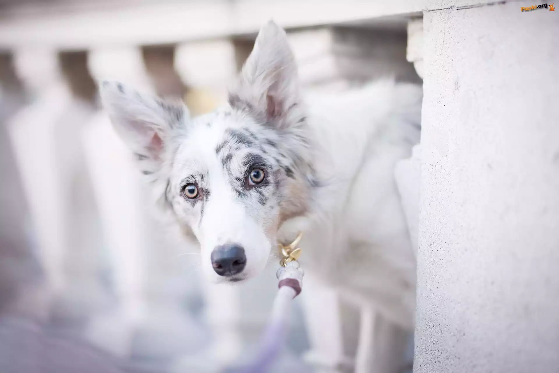 Mordka, Pies, Border collie, Balustrada