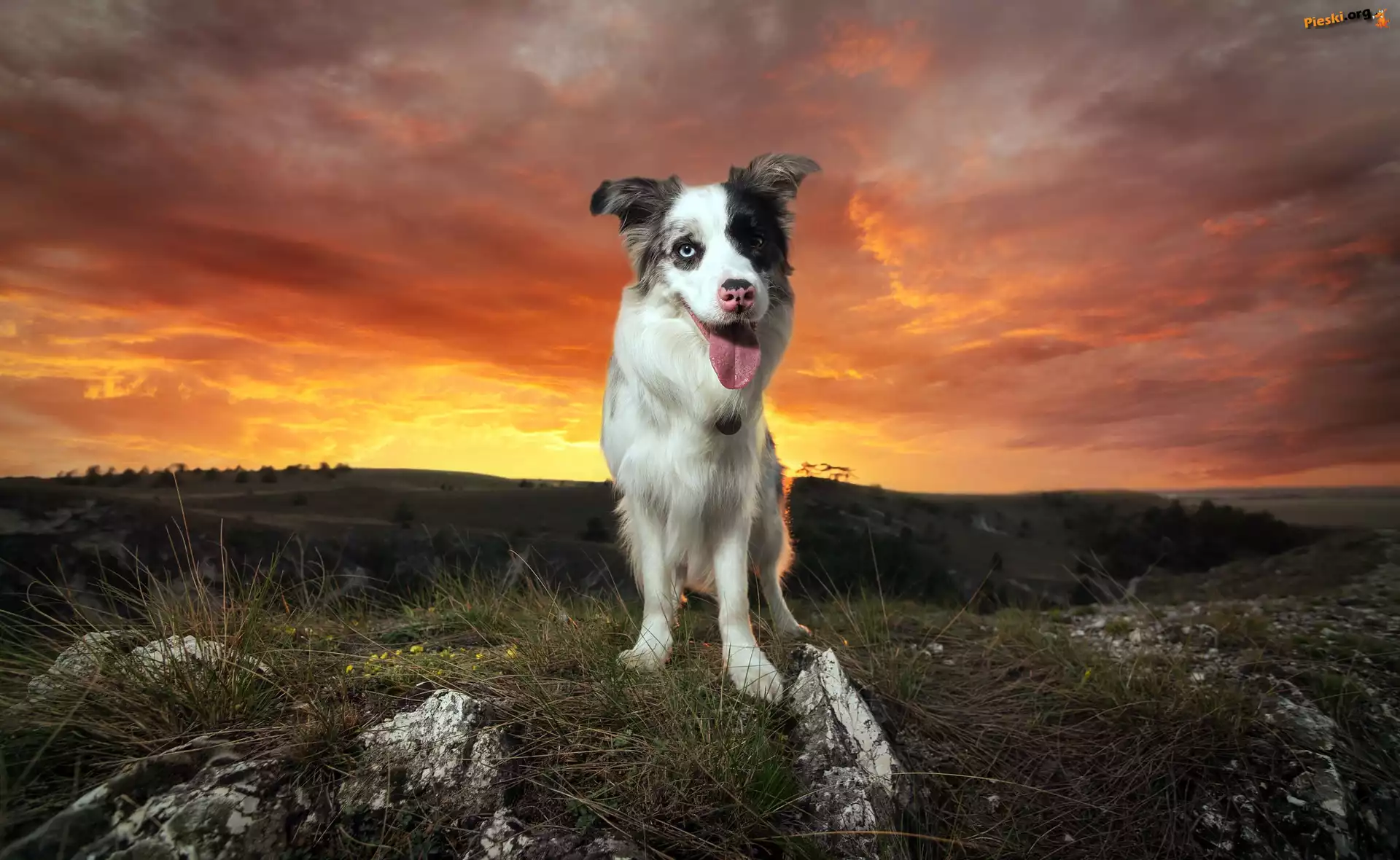 Wzgórze, Border Collie, Pies, Zachód słońca, Trawa