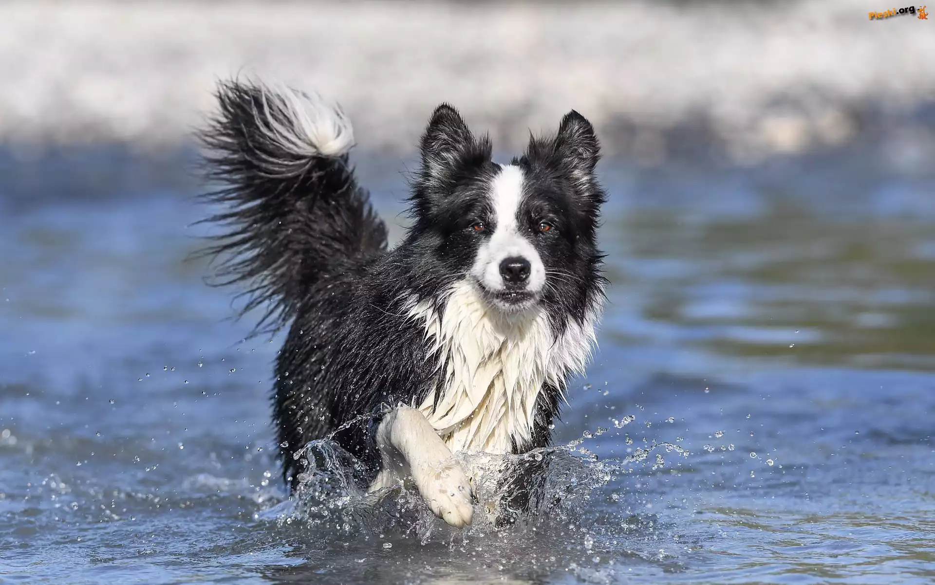 Woda, Pies, Biegnący, Border collie, Rozprysk
