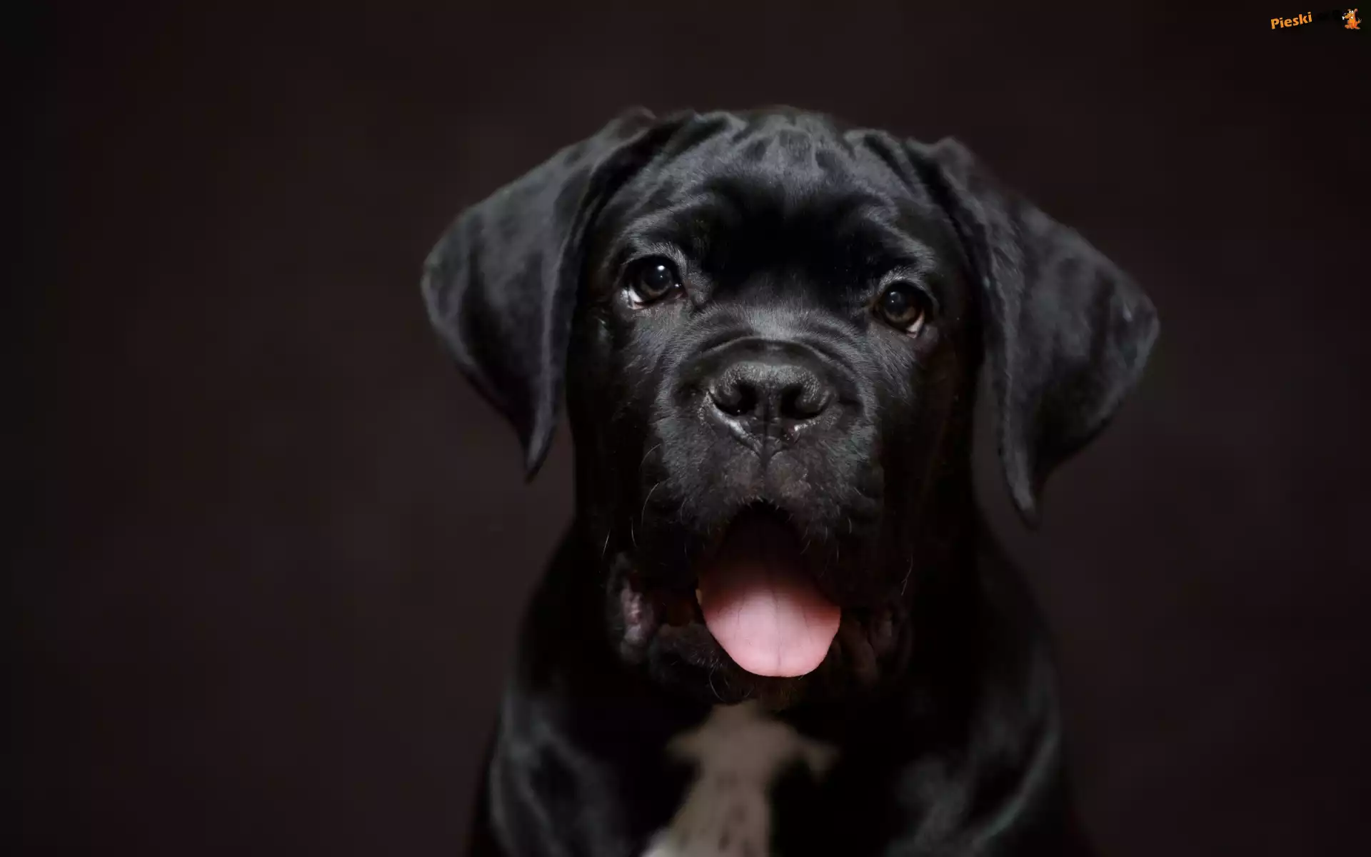 Cane Corso, Pies, Czarny, Szczeniak, Język
