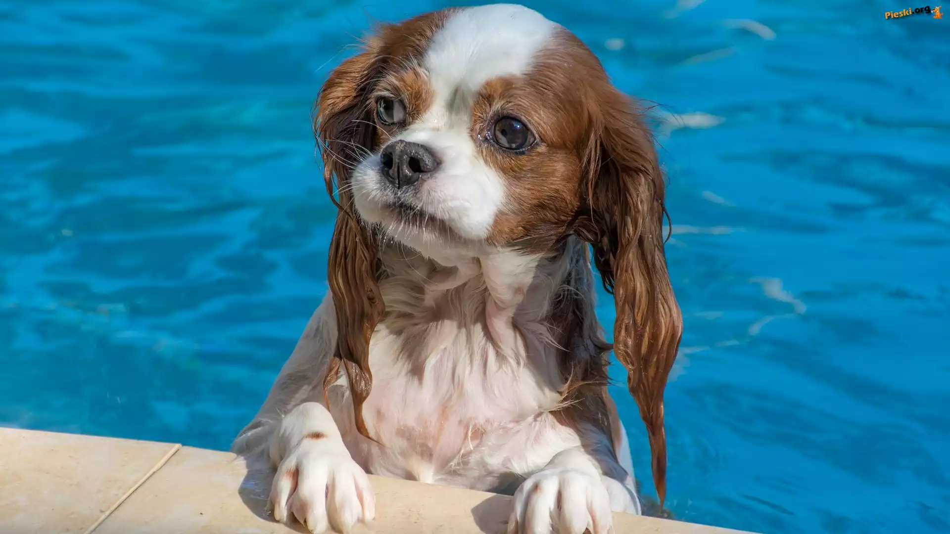 Basen, Pies, Kąpiel, Cavalier king charles spaniel