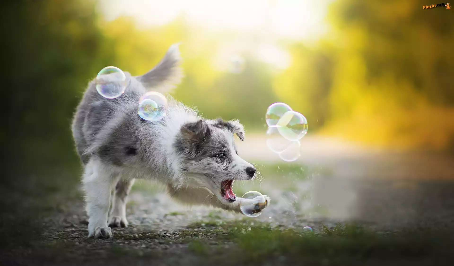Zabawa, Pies, Border collie, Bańki