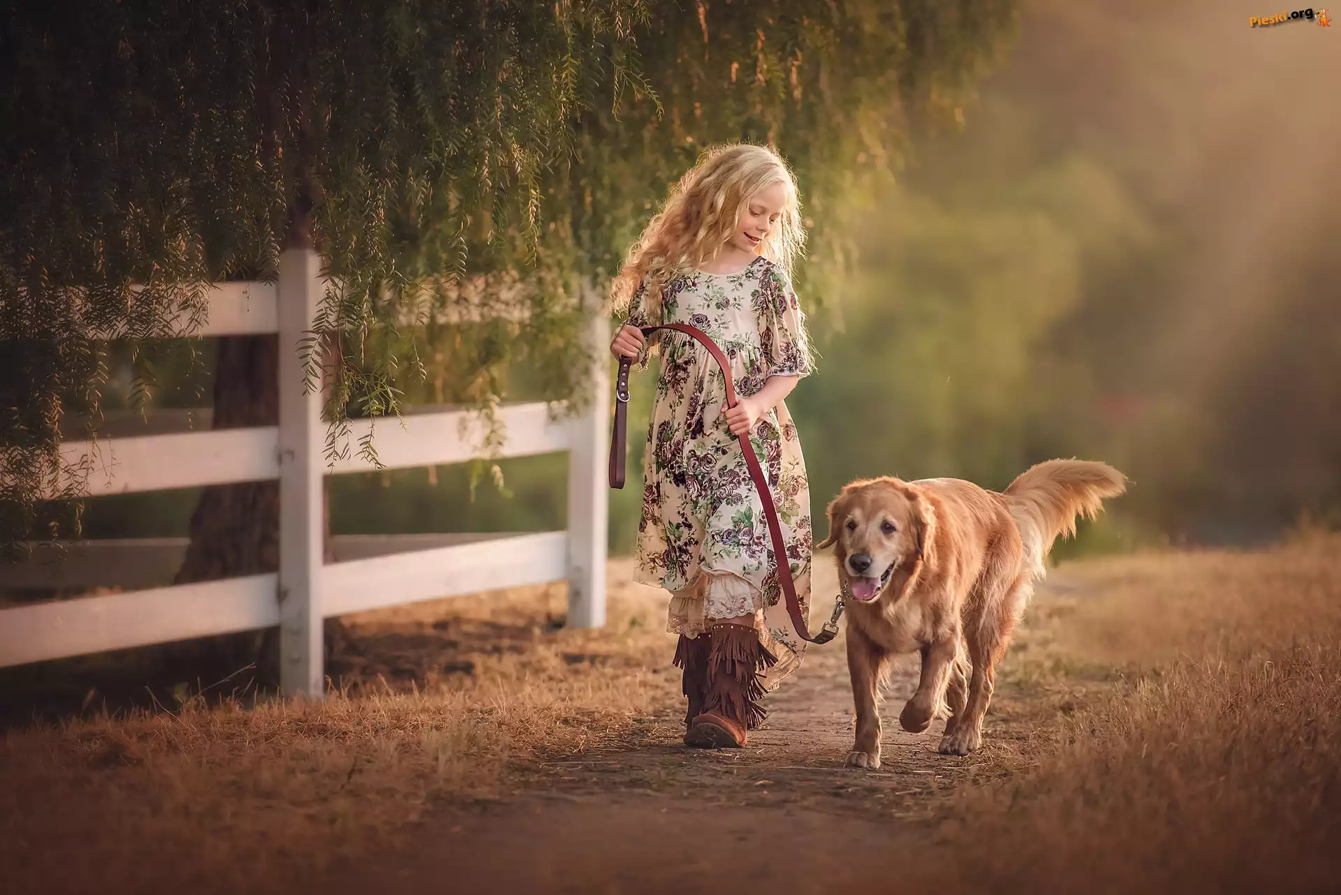 Pies, Drzewo, Golden retriever, Ścieżka, Płot, Dziewczynka, Spacer