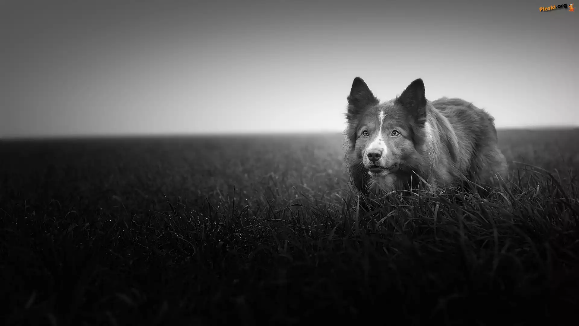 Border collie, Łąka, Trawa, Czarno-białe