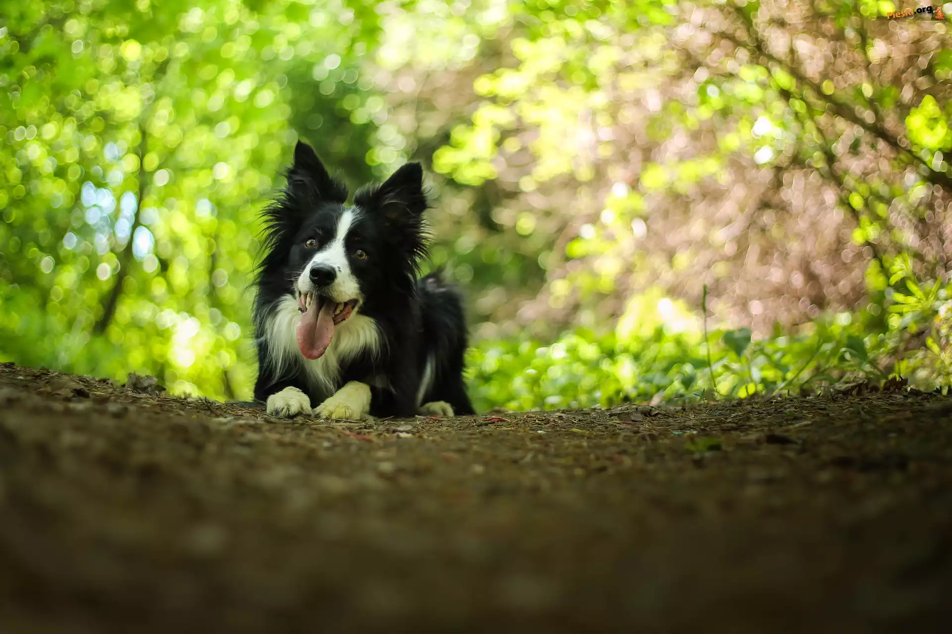 Border collie, Leżący, Pies, Bokeh
