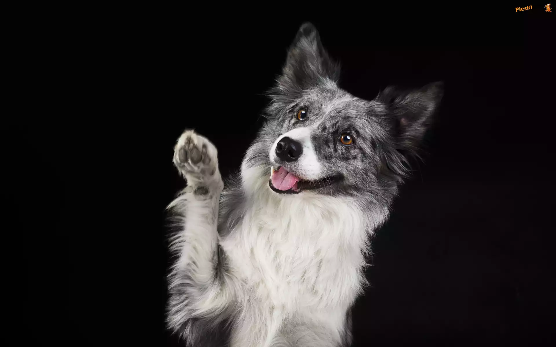 Mordka, Pies, Border collie, Łapka