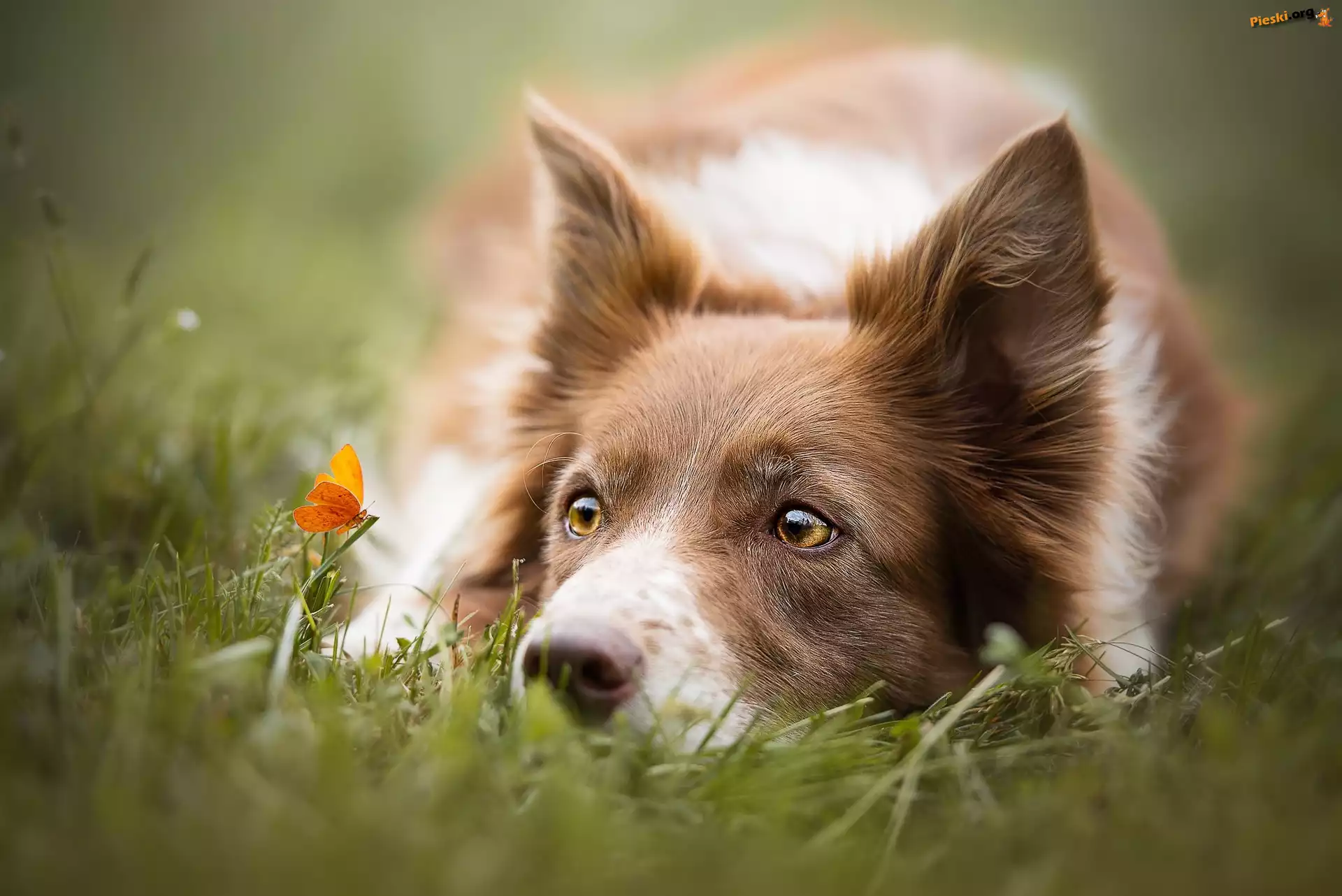 Pomarańczowy, Border collie, Trawa, Motylek