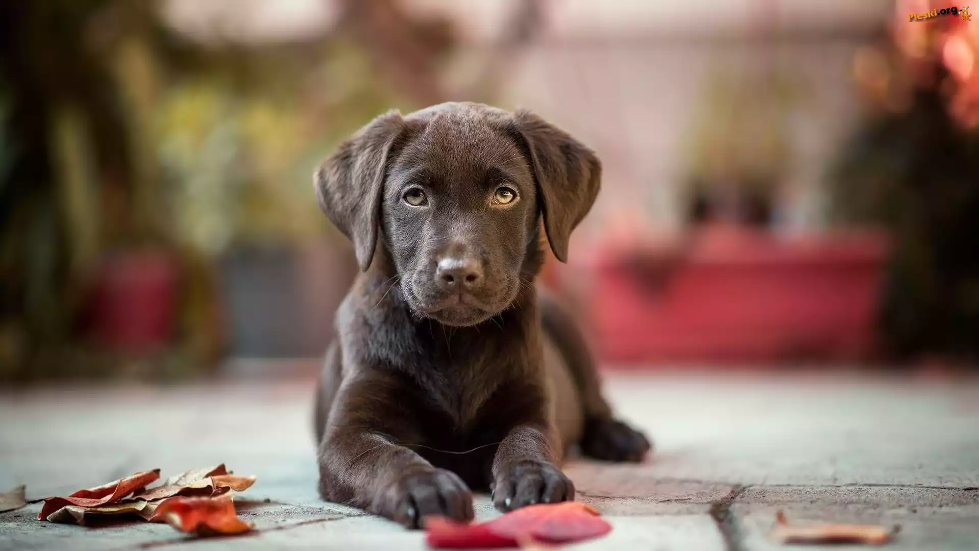 Czekoladowy, Rozmyte, Chodnik, Labrador retriever, Liście, Tło