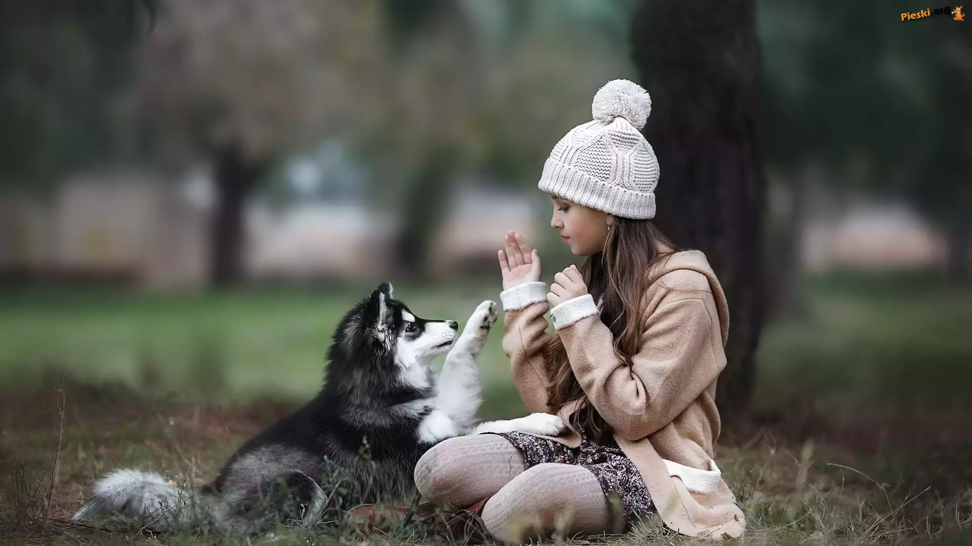 Szczeniak, Dziewczynka, Pies, Husky