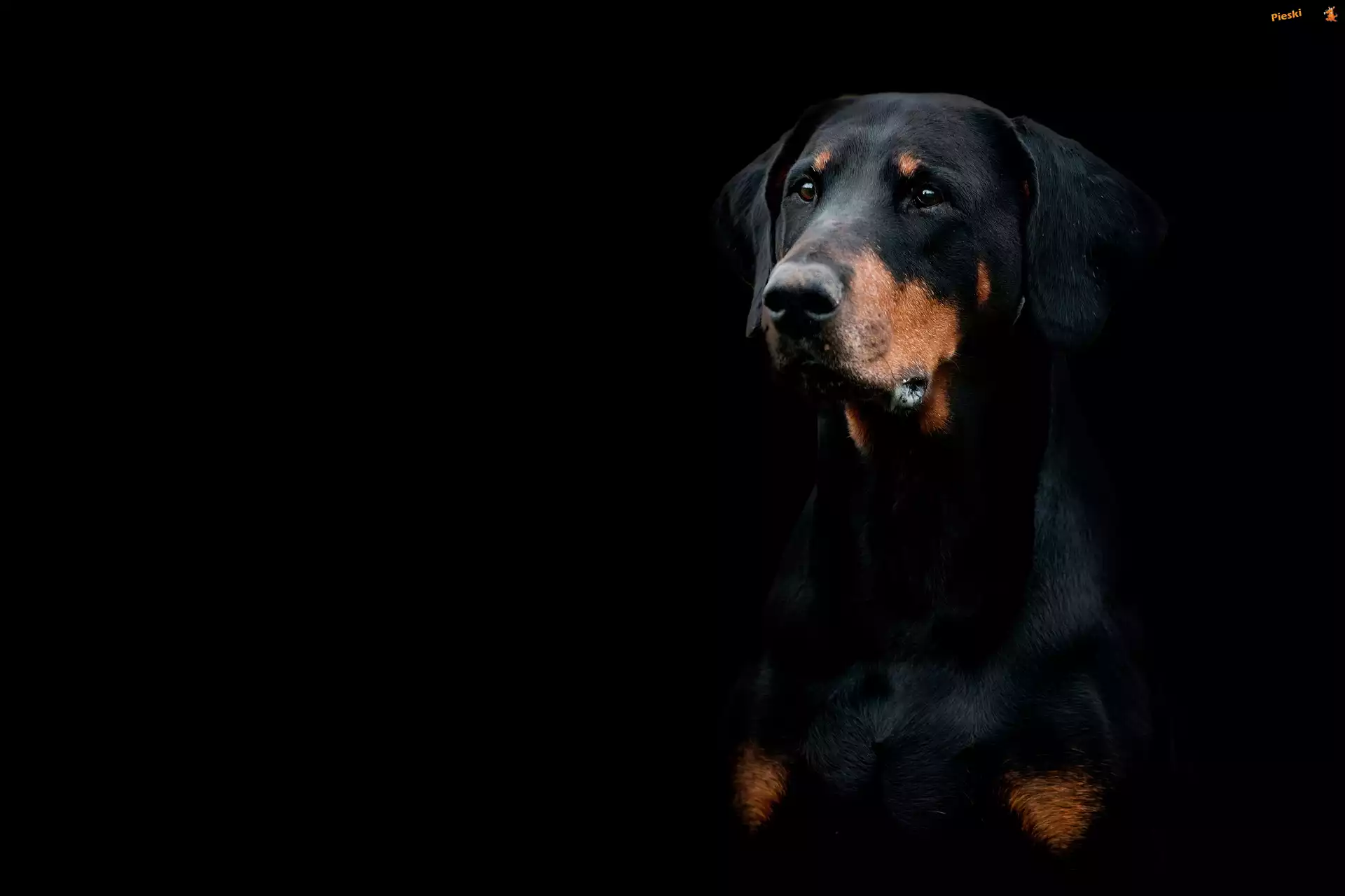 Czarne, Pies, Doberman, Tło