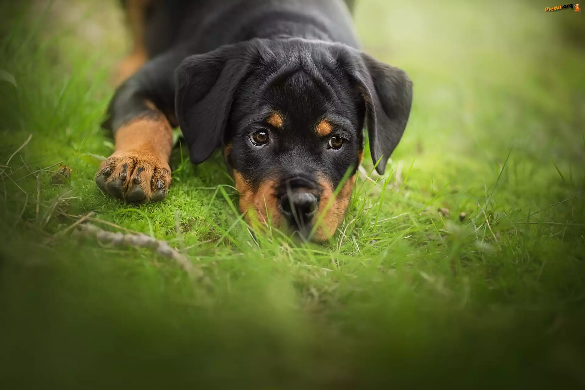 Rottweiler, Pies, Szczeniak, Trawa