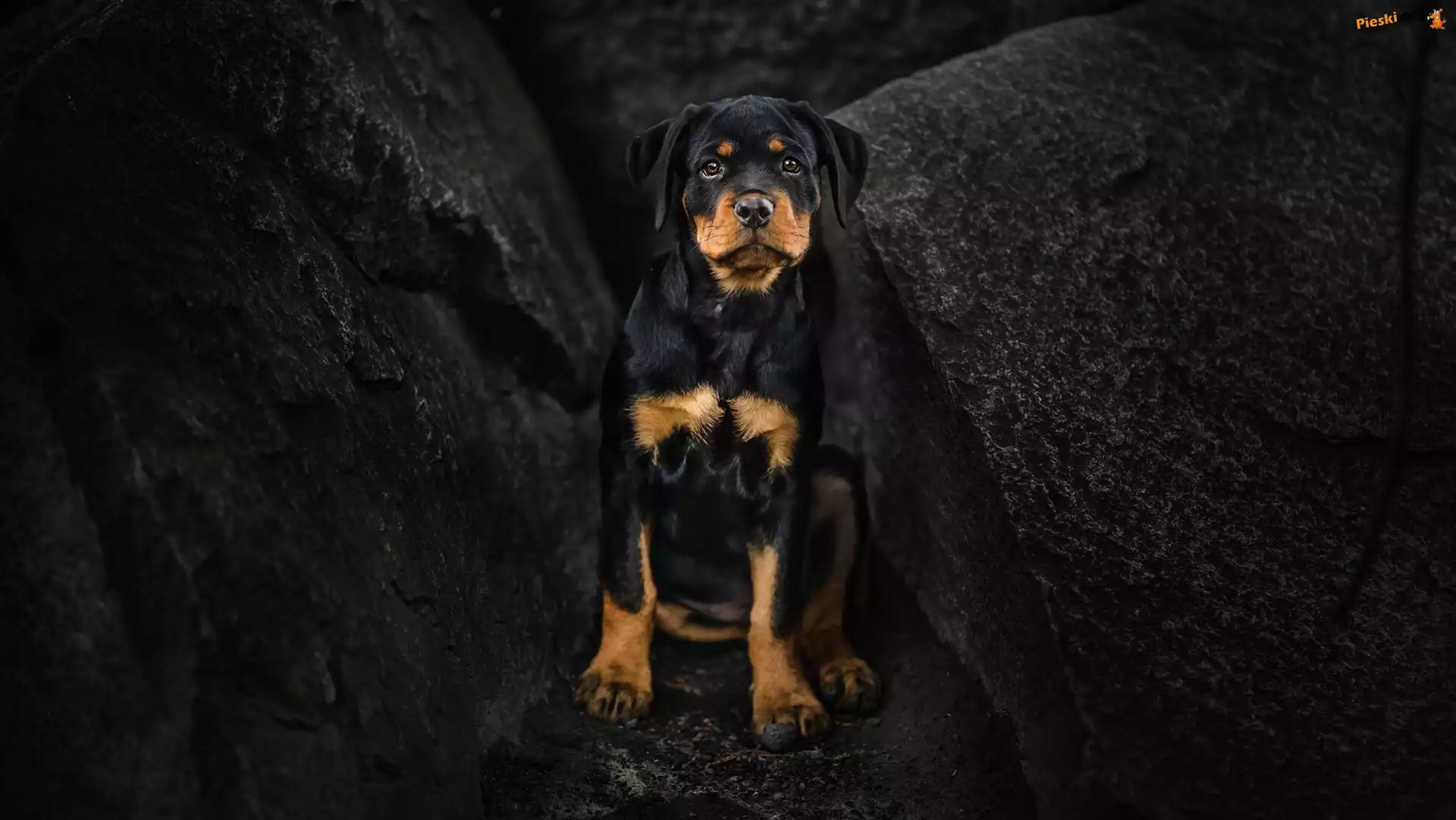 Rottweiler, Pies, Szczeniak, Skały
