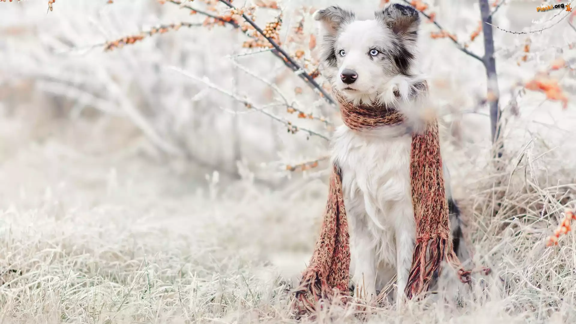 Pies, Trawa, Szadź, Border collie, Szalik, Rośliny