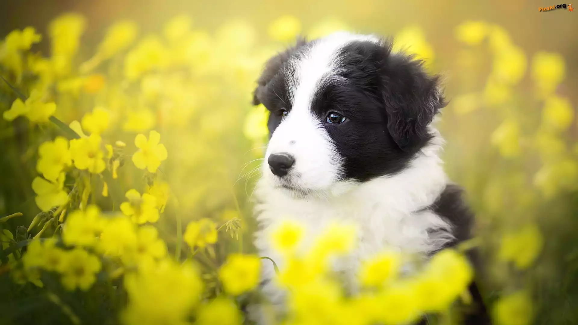 Żółte, Border collie, Szczeniak, Łąka, Kwiaty