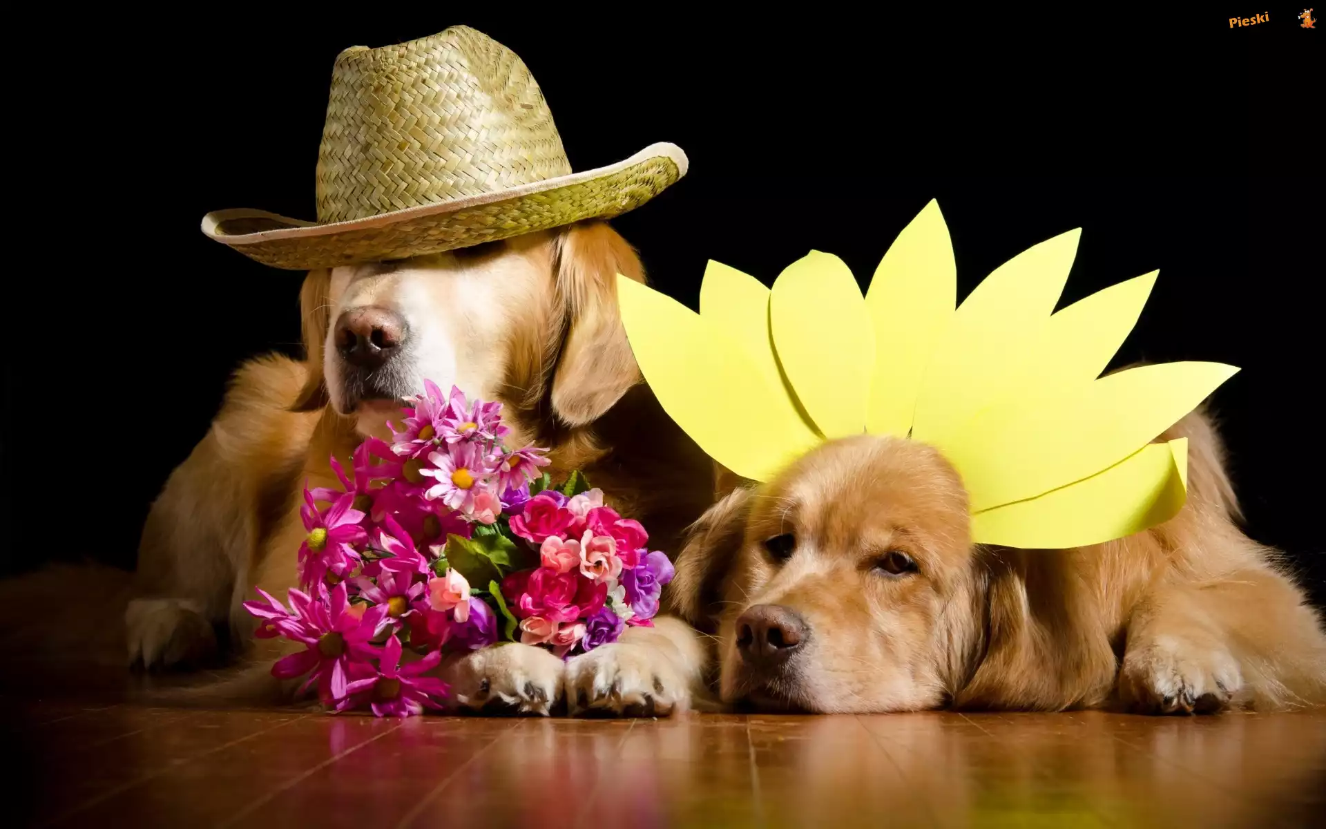 Psy, Golden Retriever, Kwiaty