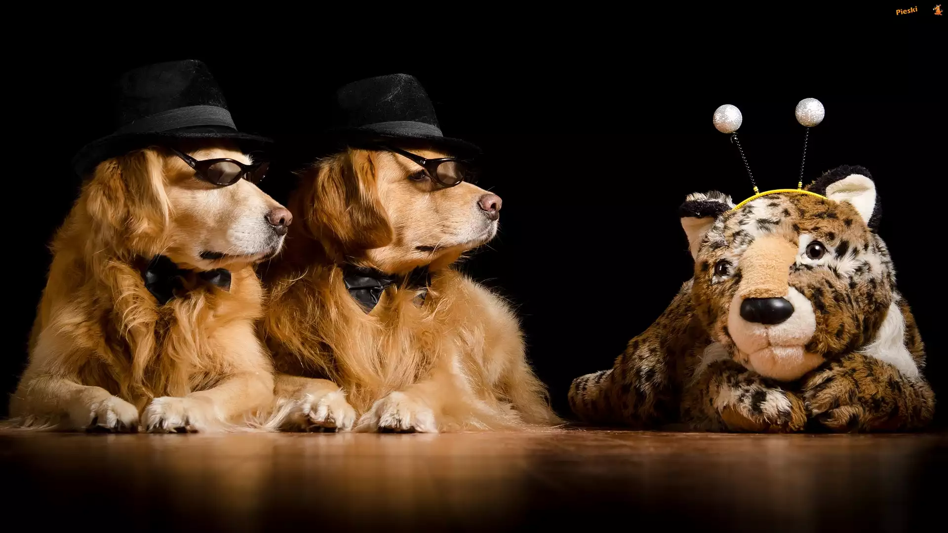 Golden retriever, Dwa, Psy, Maskotka
