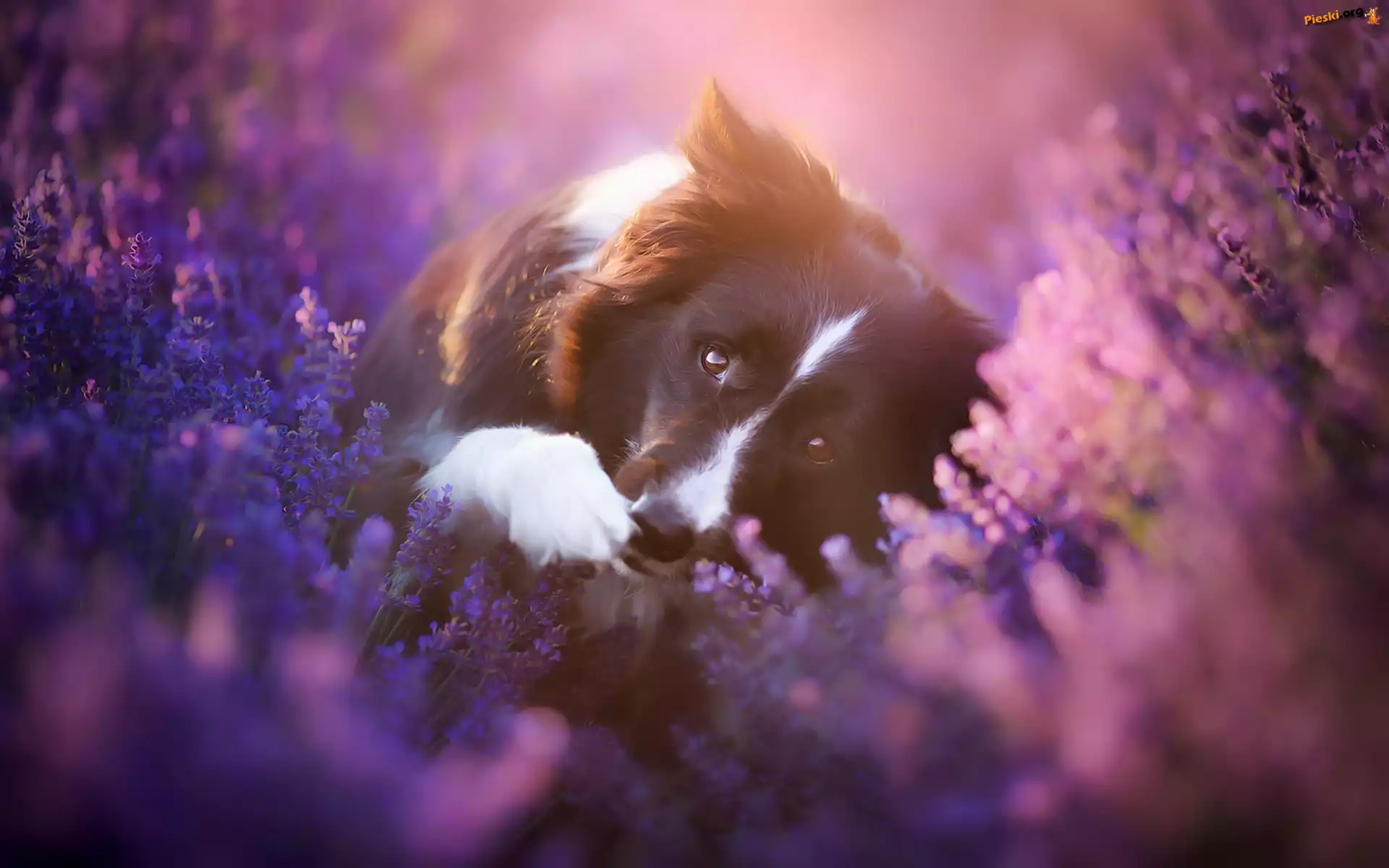 Border collie, Pies, Kwiaty, Wrzos