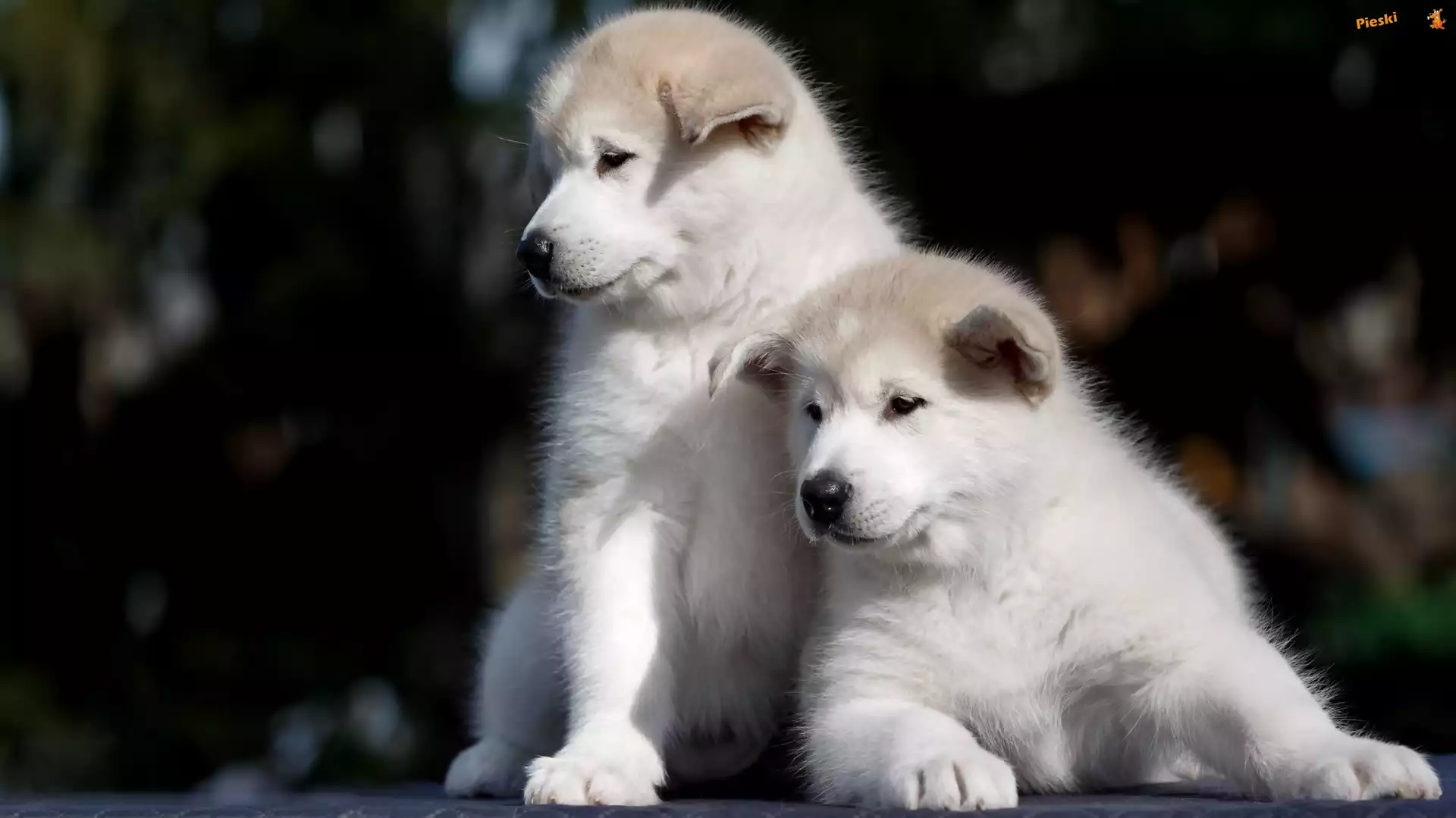 Szczeniaki, Dwa, Białe, Akita inu