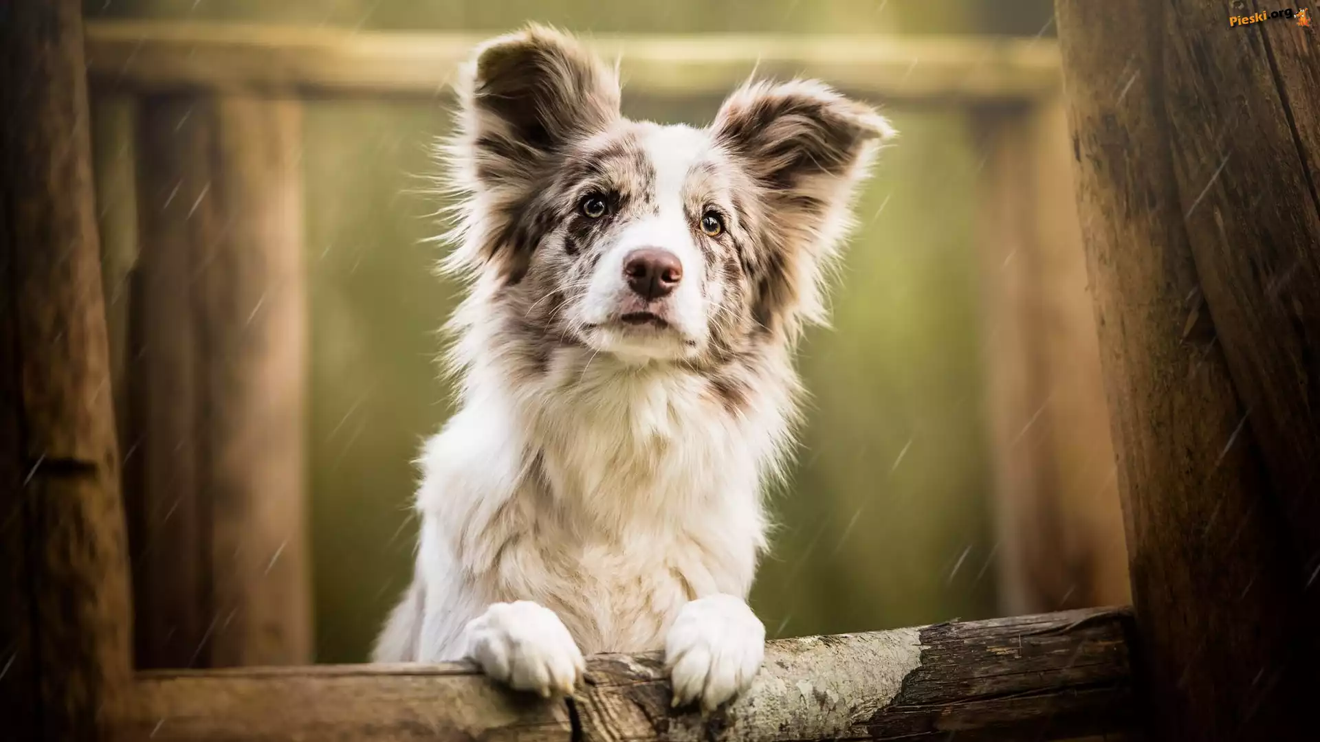 Płot, Border collie, Pies, Mordka, Deszcz