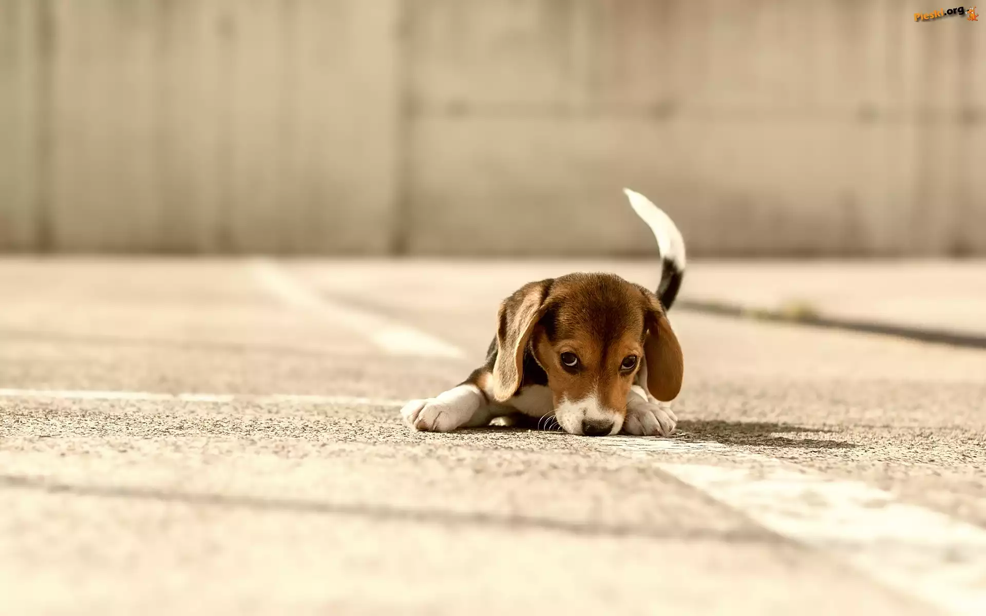 Szczeniak, Beagle