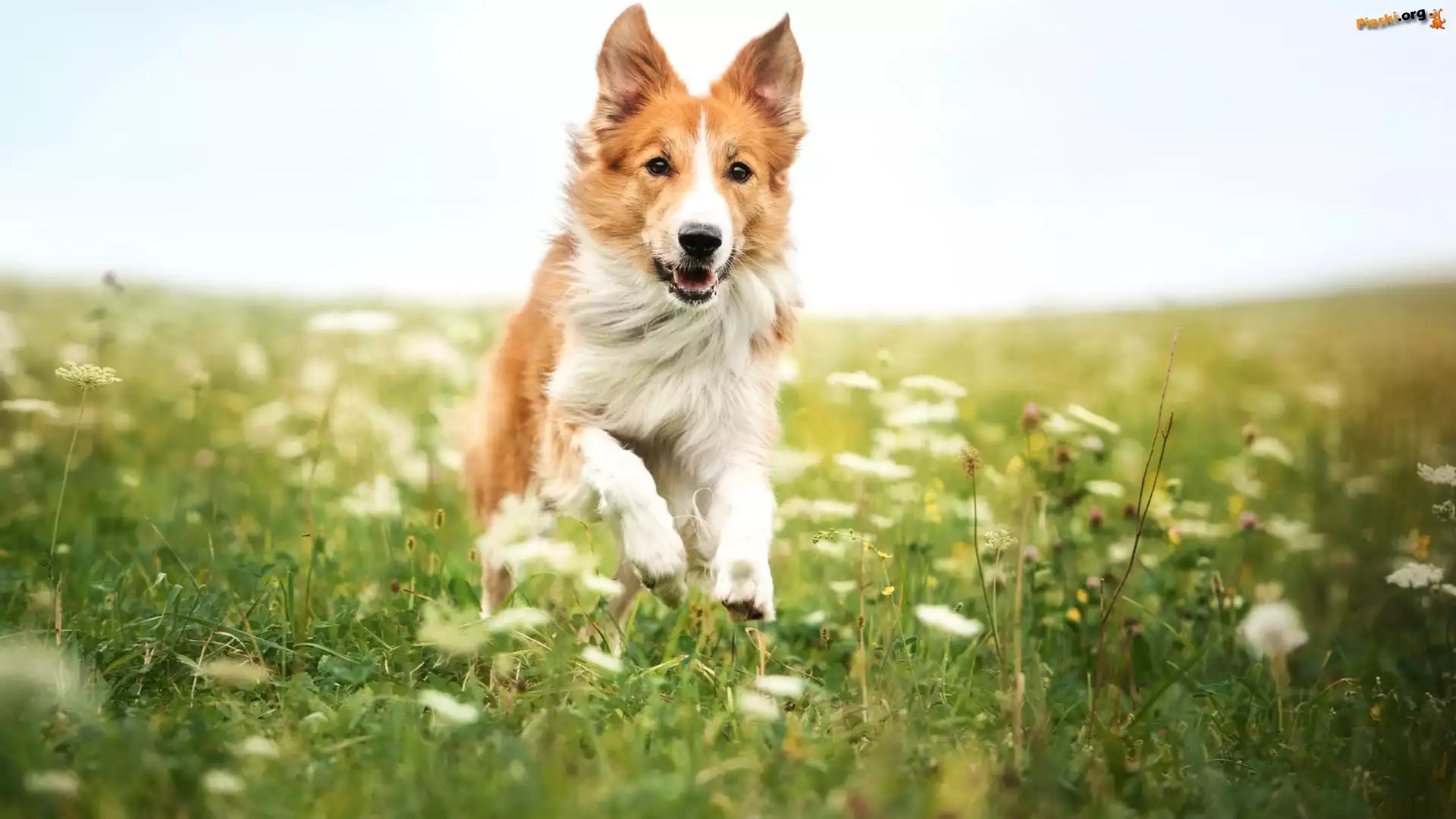 Border collie, Rudy, Pies, Łąka