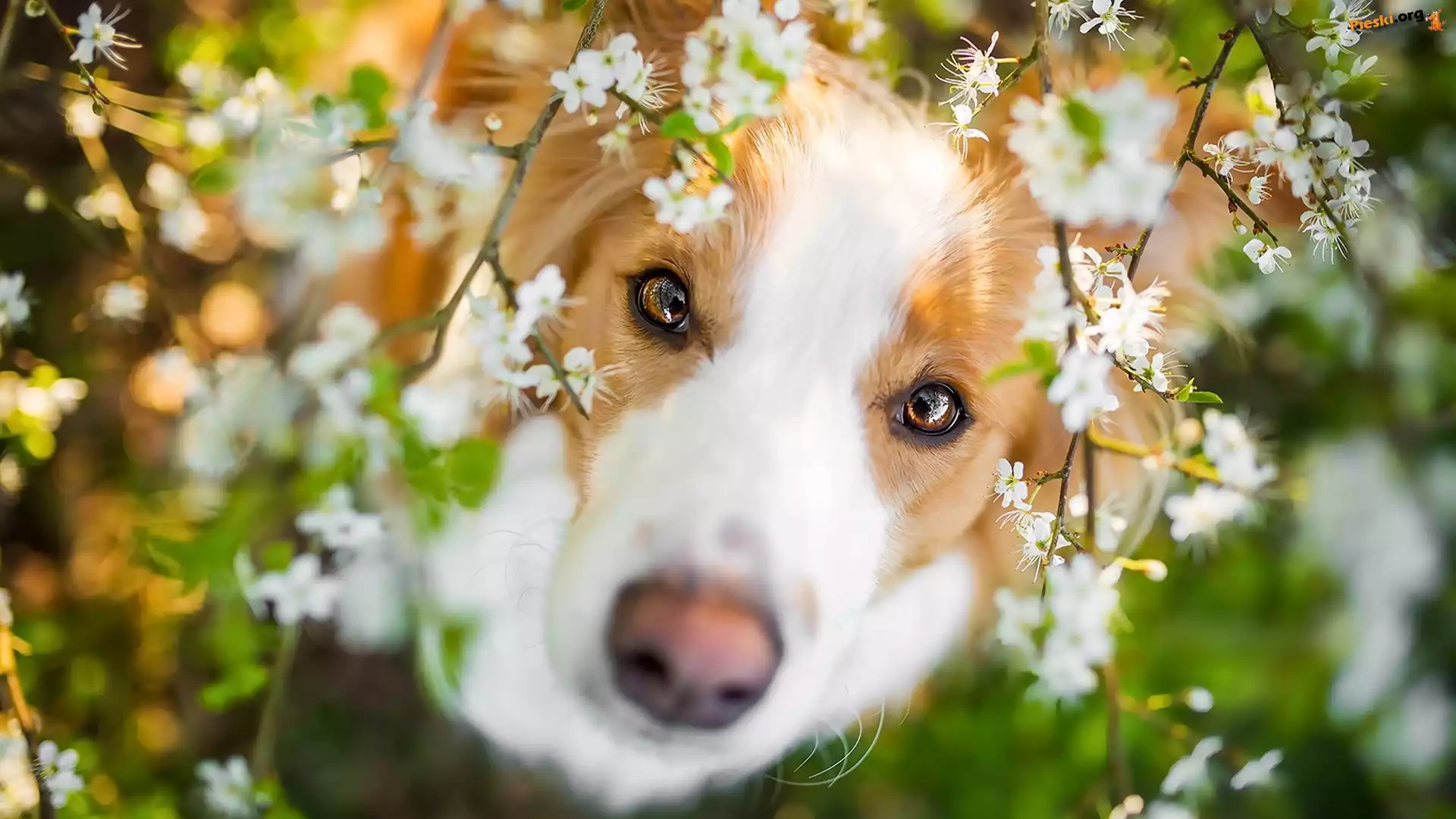 Mordka, Pies, Border collie, Kwiaty
