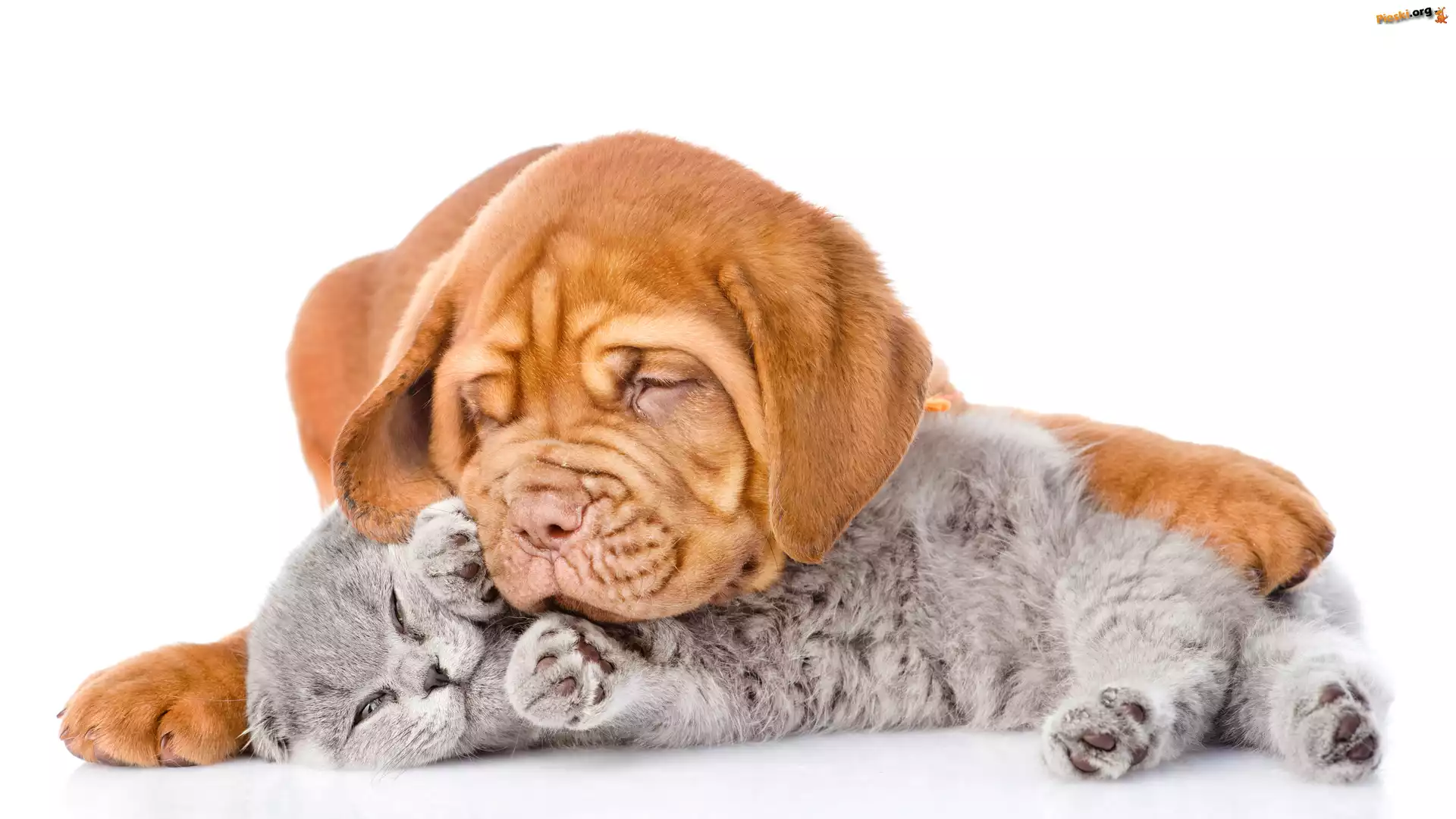 Białe, Szczeniak, Dog de Bordeaux, Kot, Tło