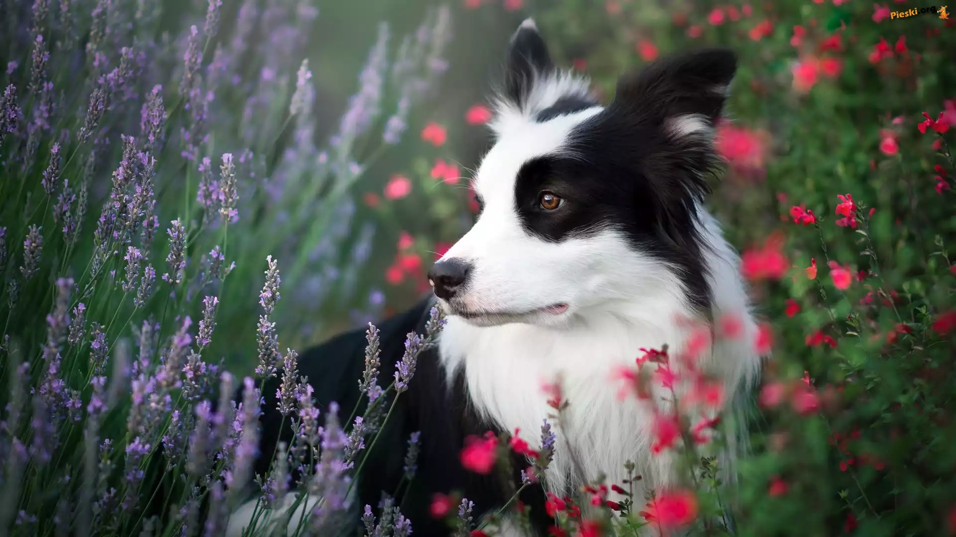 Łąka, Pies, Border collie, Kwiaty