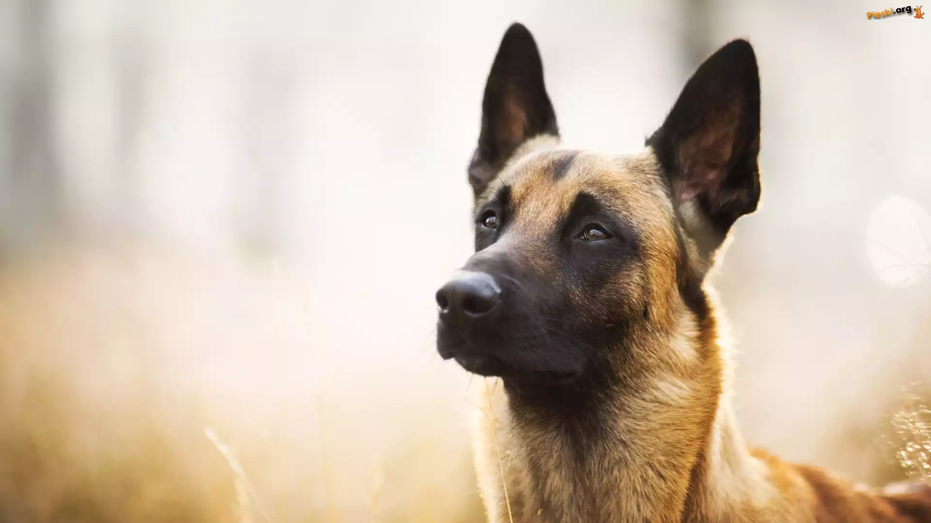 Pies, Owczarek belgijski malinois, Mordka