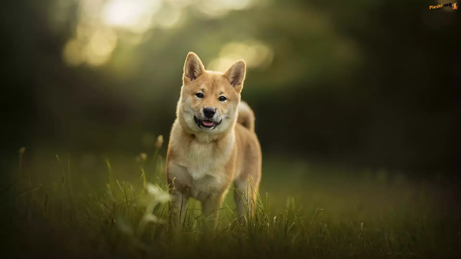 Łąka, Pies, Shiba inu, Trawa