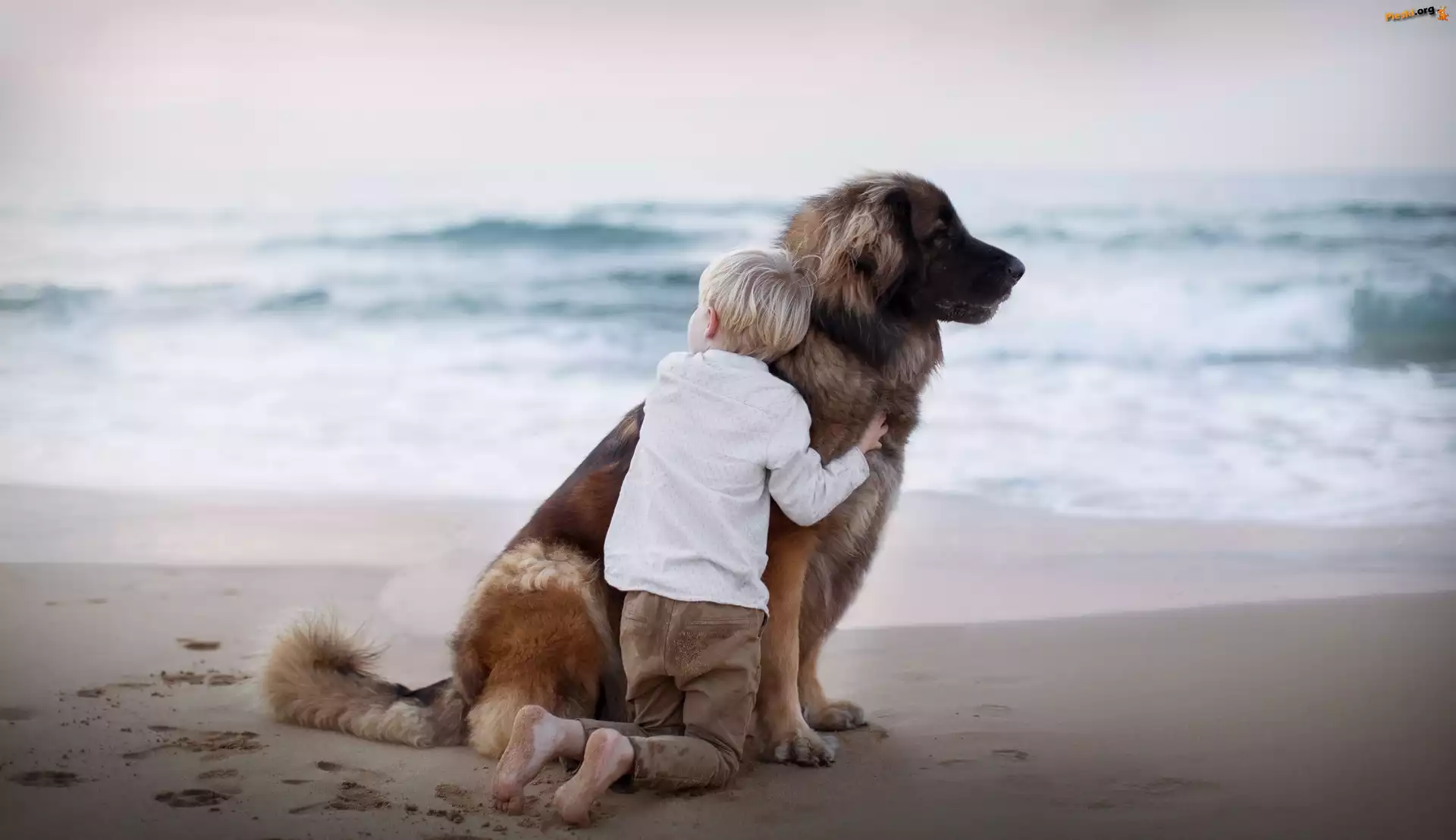 Dziecko, Morze, Plaża, Pies, Leonberger, Przyjaciele