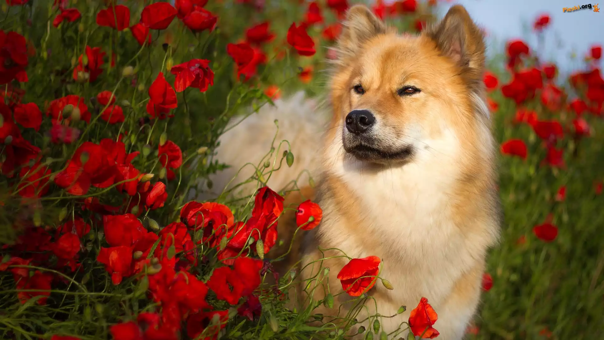 Pies, Szpic eurasier, Maki
