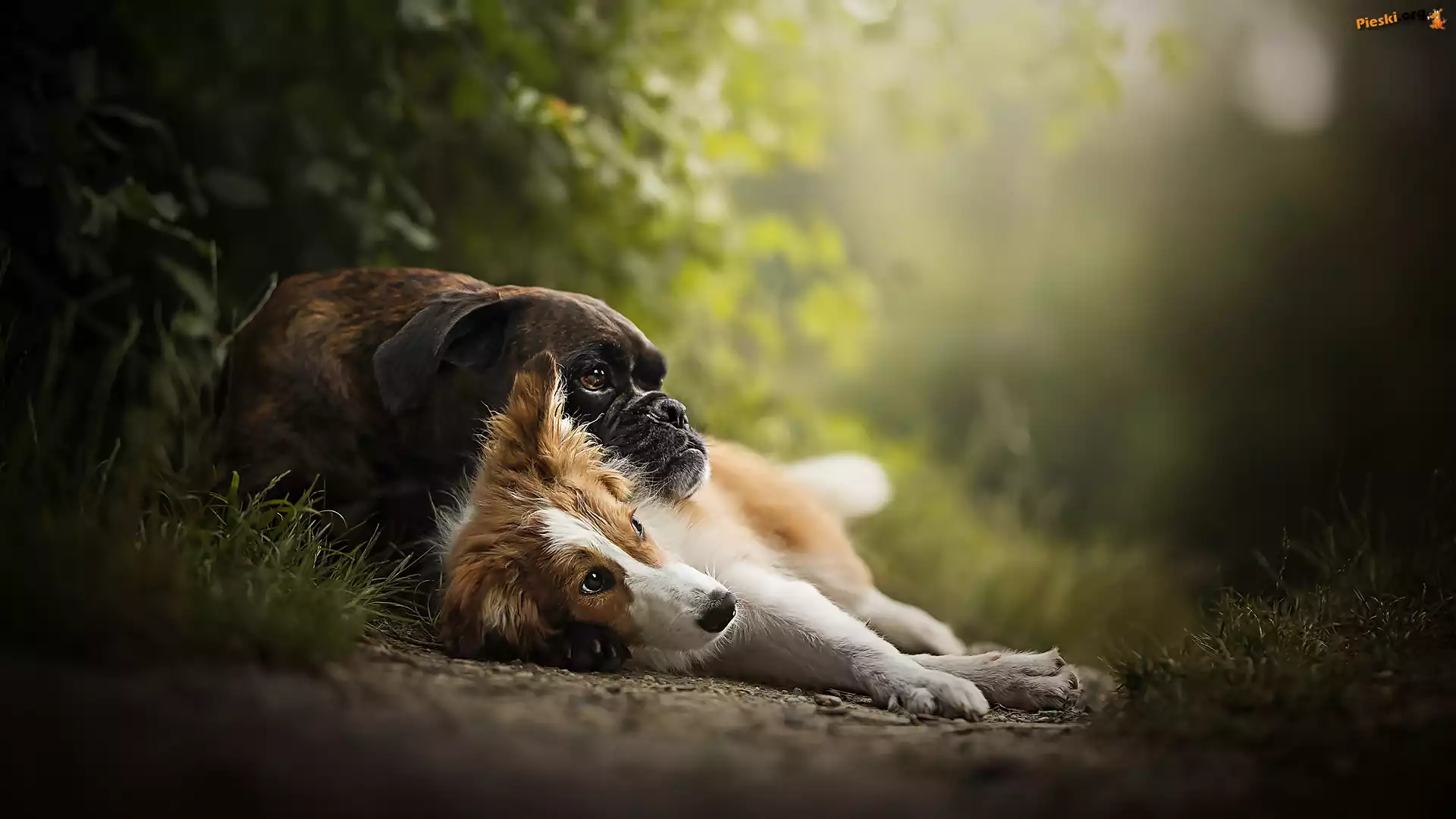 Border collie, Psy, Leżące, Bokser, Rośliny
