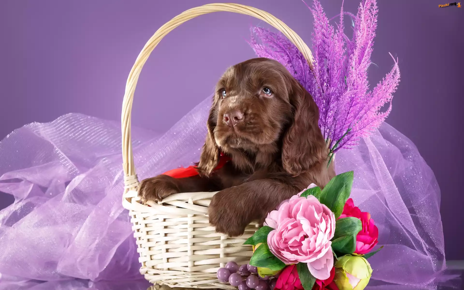 Koszyk, Szczeniak, Spaniel, Kwiatki