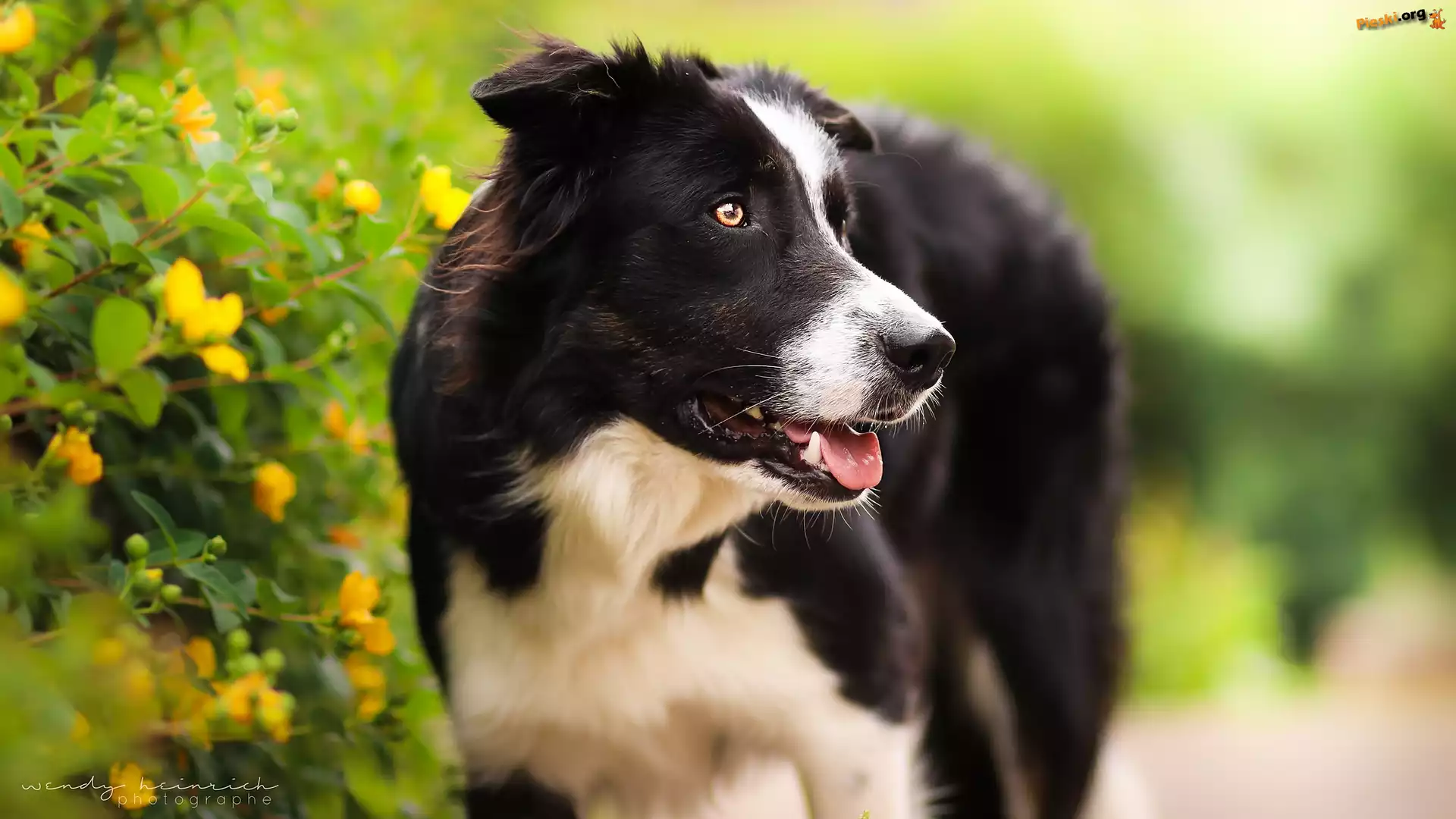 Krzew, Pioes, Border collie, Kwiaty