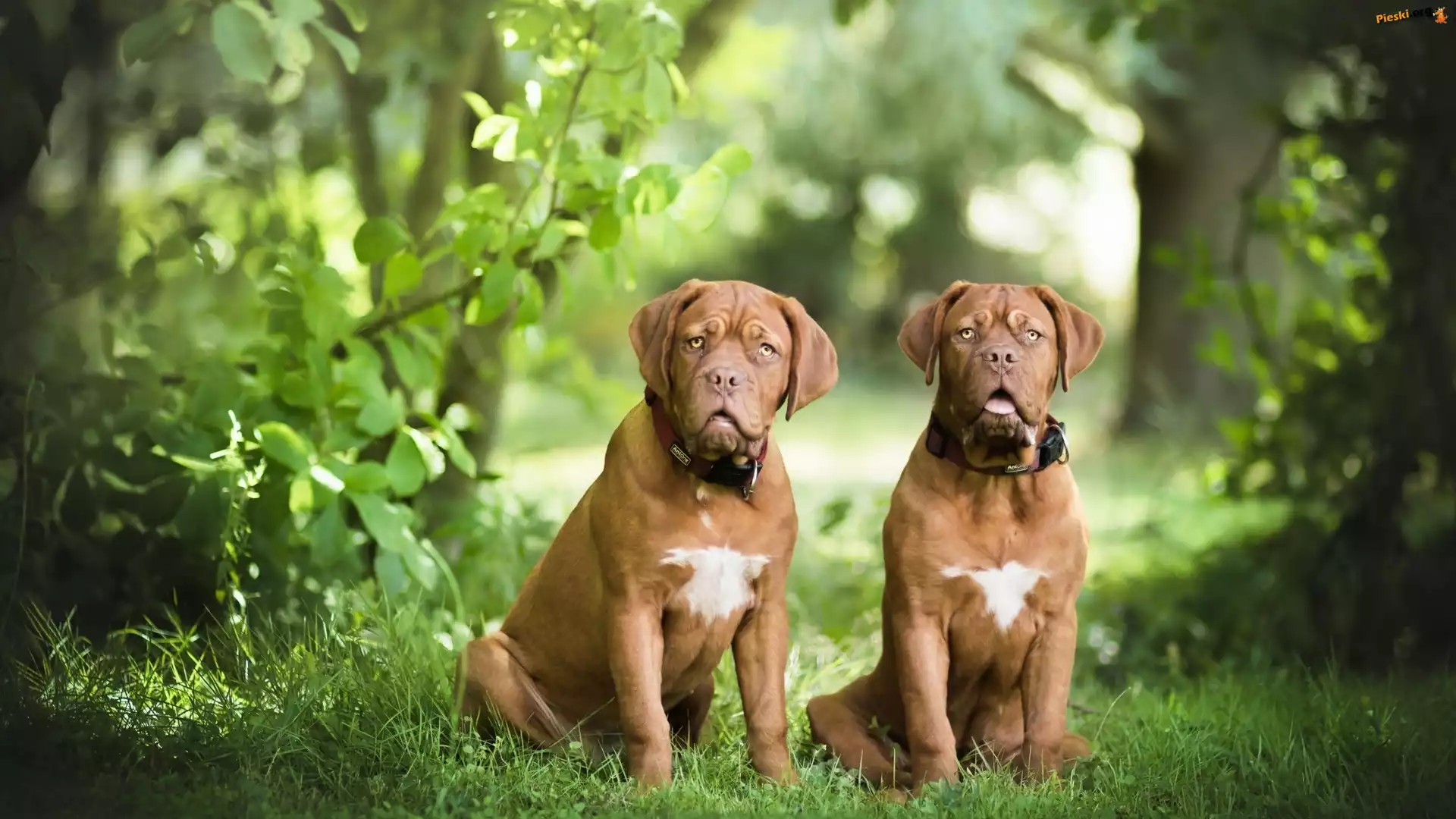 Las, Psy, Dwa, Dog de Bordeaux, Zieleń