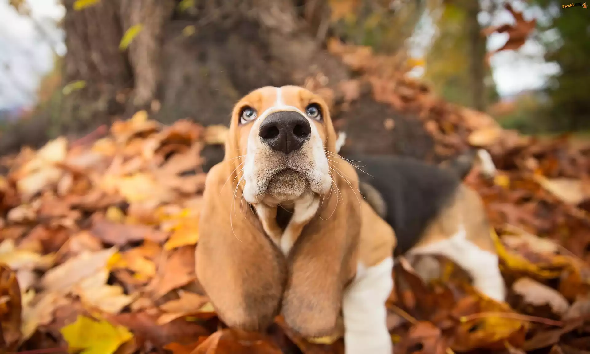 Pies, Basset hound, Liście