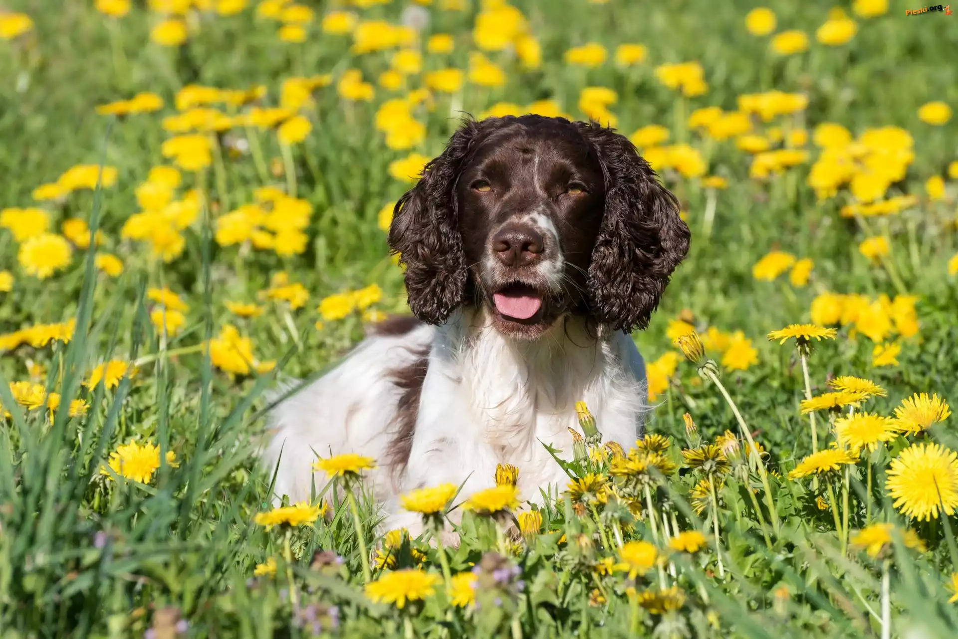 Kwiaty, Springer spaniel angielski, Pies, Łąka, Mniszek