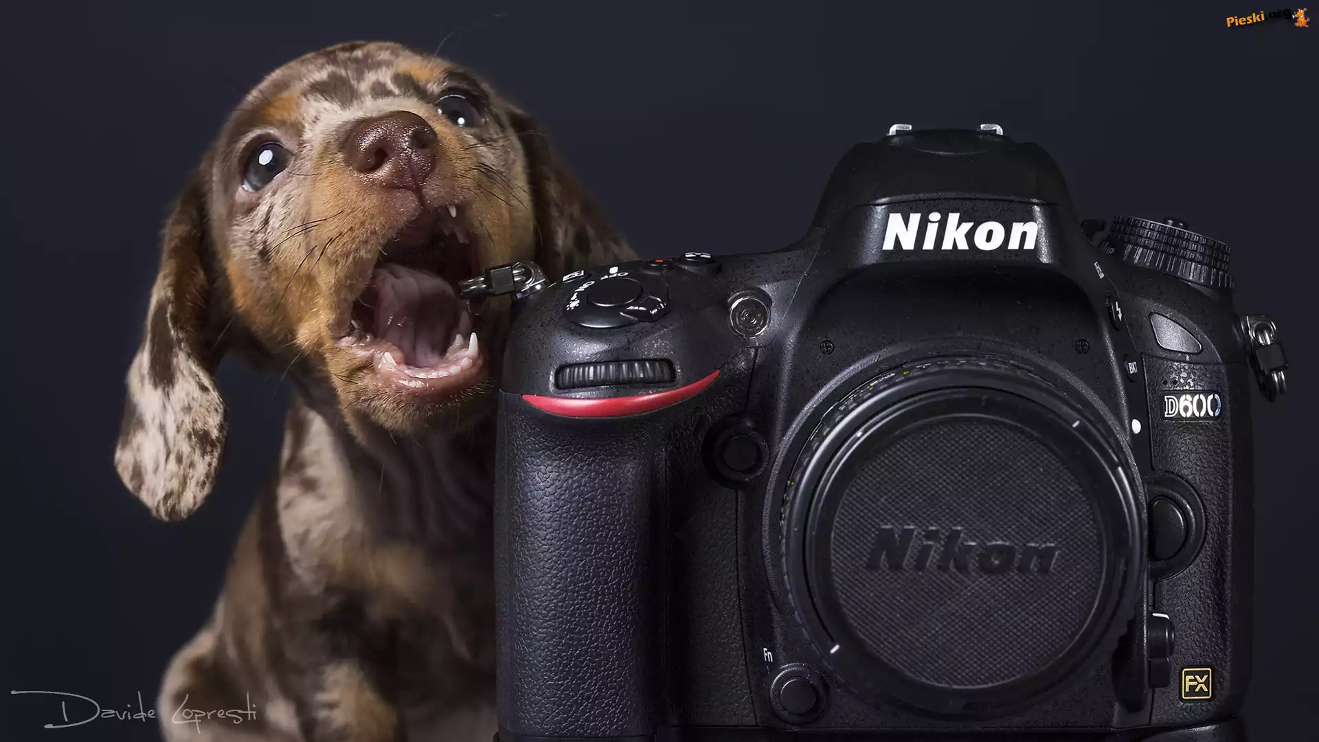 Aparat fotograficzny, Jamnik krótkowłosy, Szczeniak, Nikon
