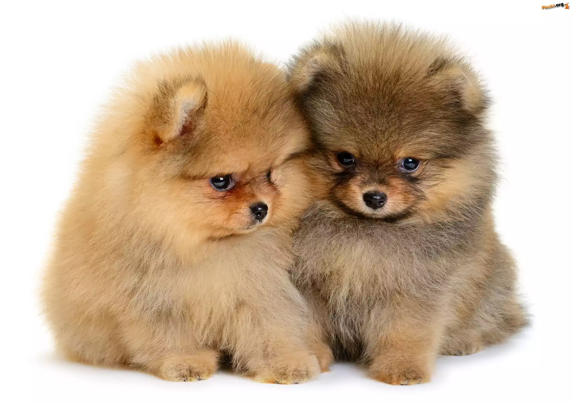 Pomeraniany, Psy, Dwa, Szpice miniaturowe, Szczeniaki