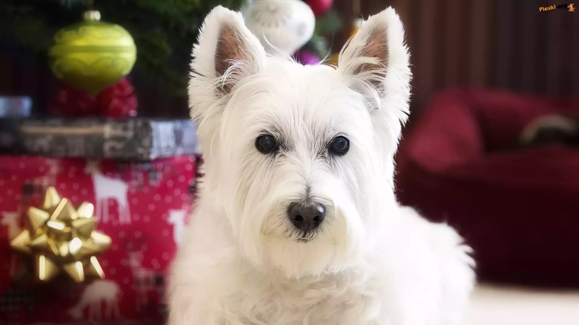 Ozdoby, West highland white terrier, Pies, Mordka, Świąteczne
