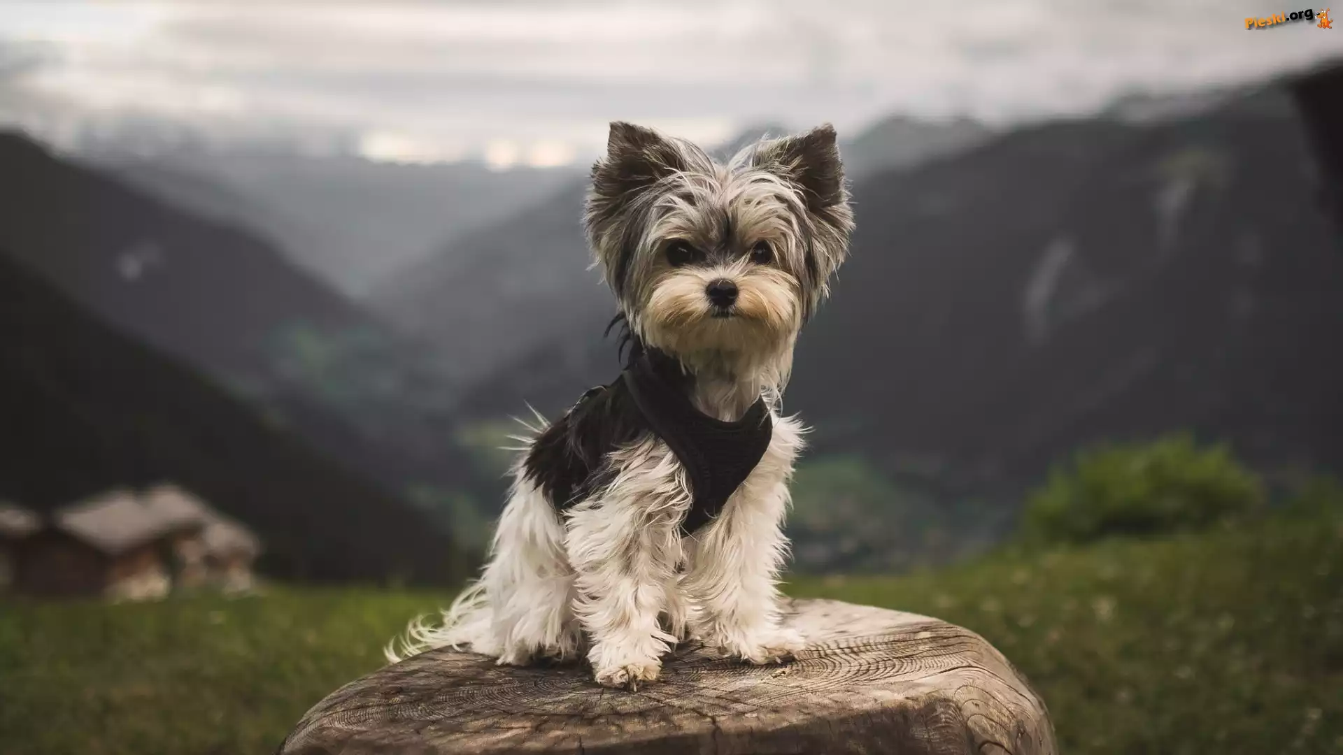 Tło, Yorkshire Terrier, Pień, Góry