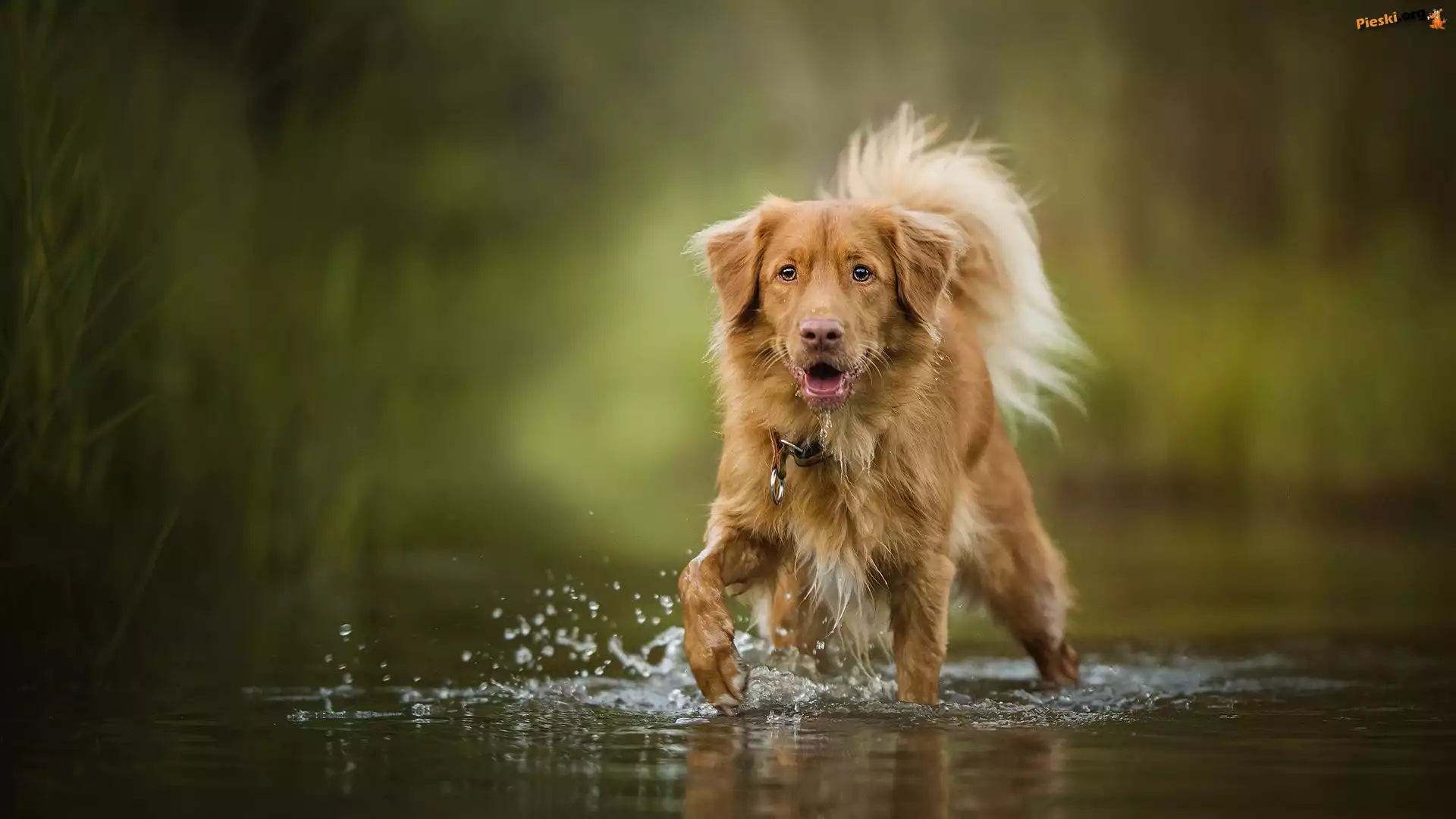Pies, Retriever z Nowej Szkocji, Woda