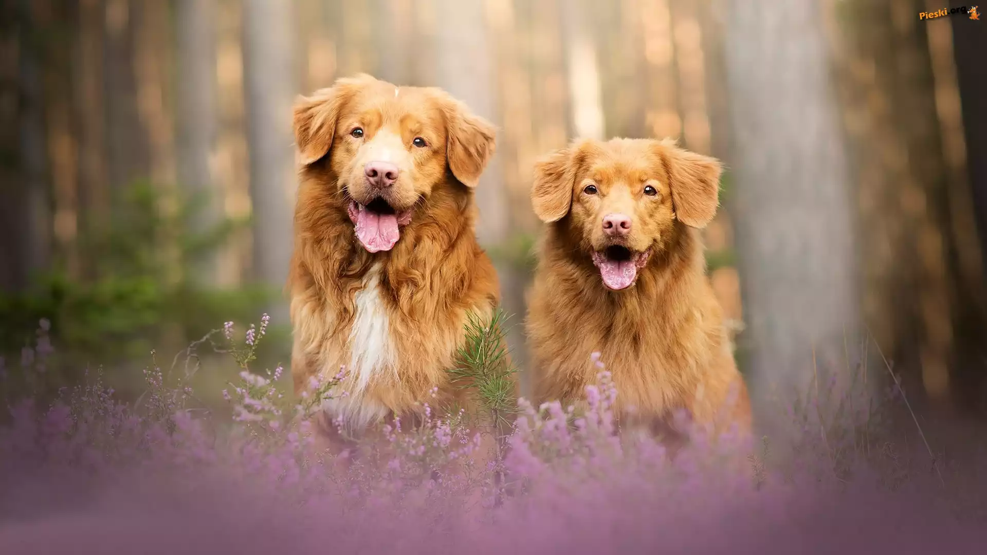Retriever z Nowej Szkocji, Dwa, Psy, Wrzosy