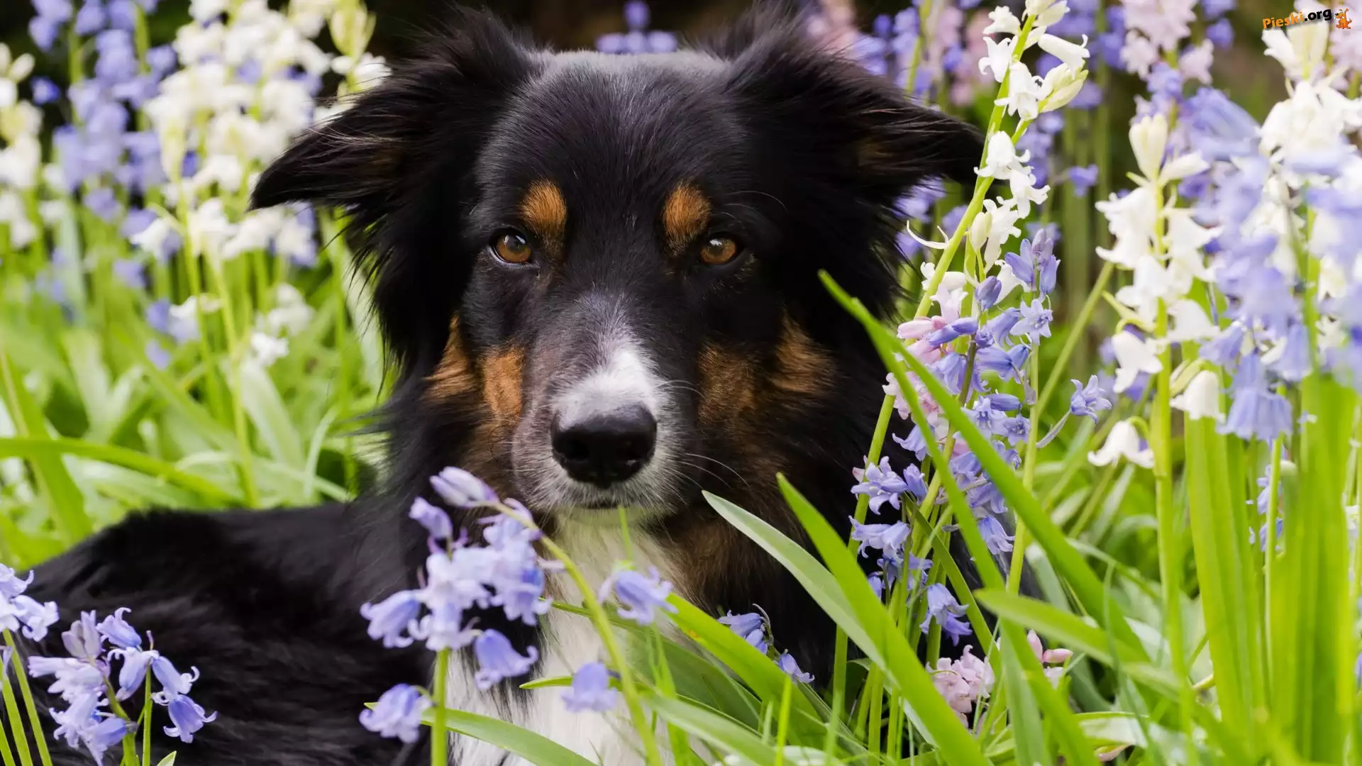 Kwiaty, Border collie, Pies, Trawa, Mordka