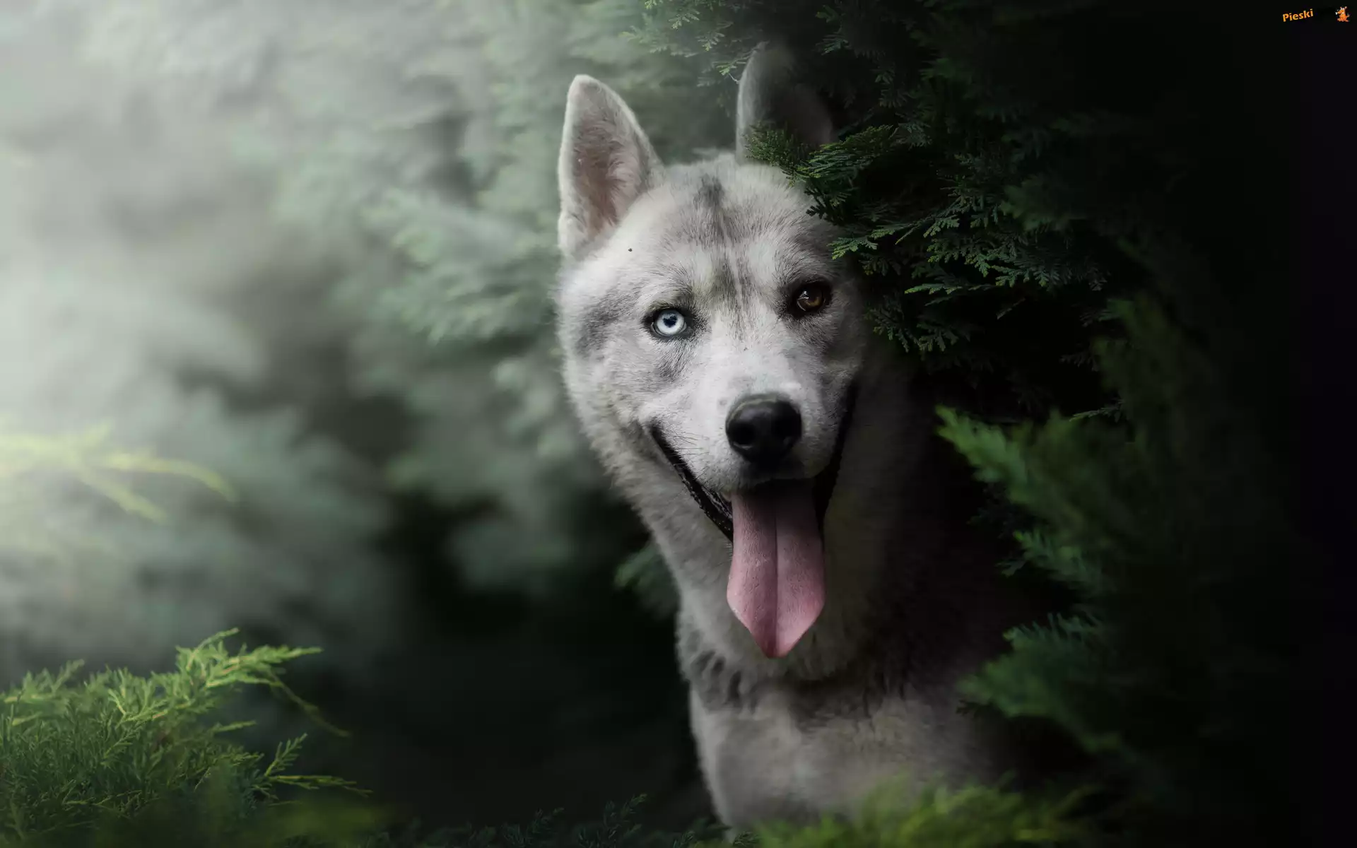 Pies, Siberian husky, Zarośla