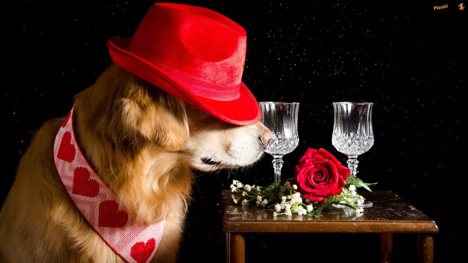 Róża, Pies, Kieliszki, Kapelusz, Golden Retriever, Stolik, Czarne tło
