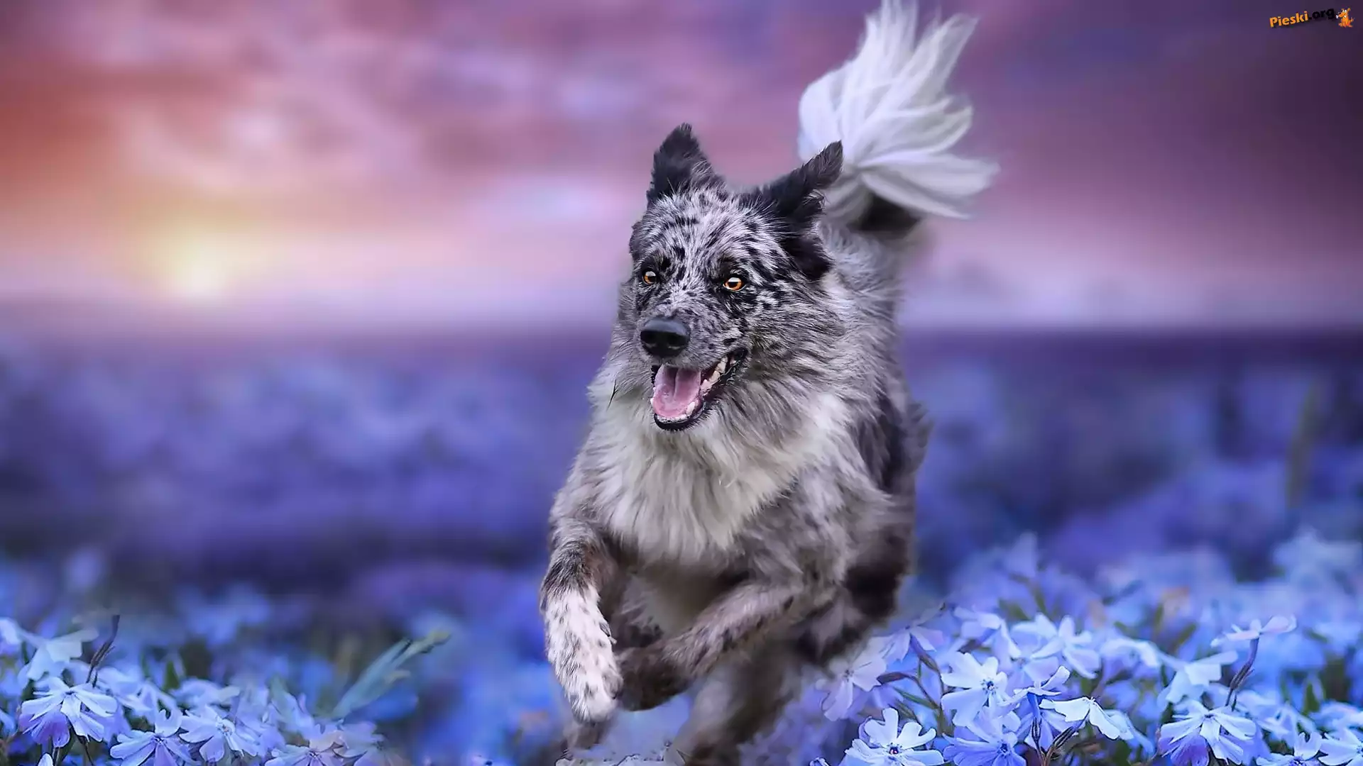 Łąka, Pies, Biegnący, Border collie, Kwiaty
