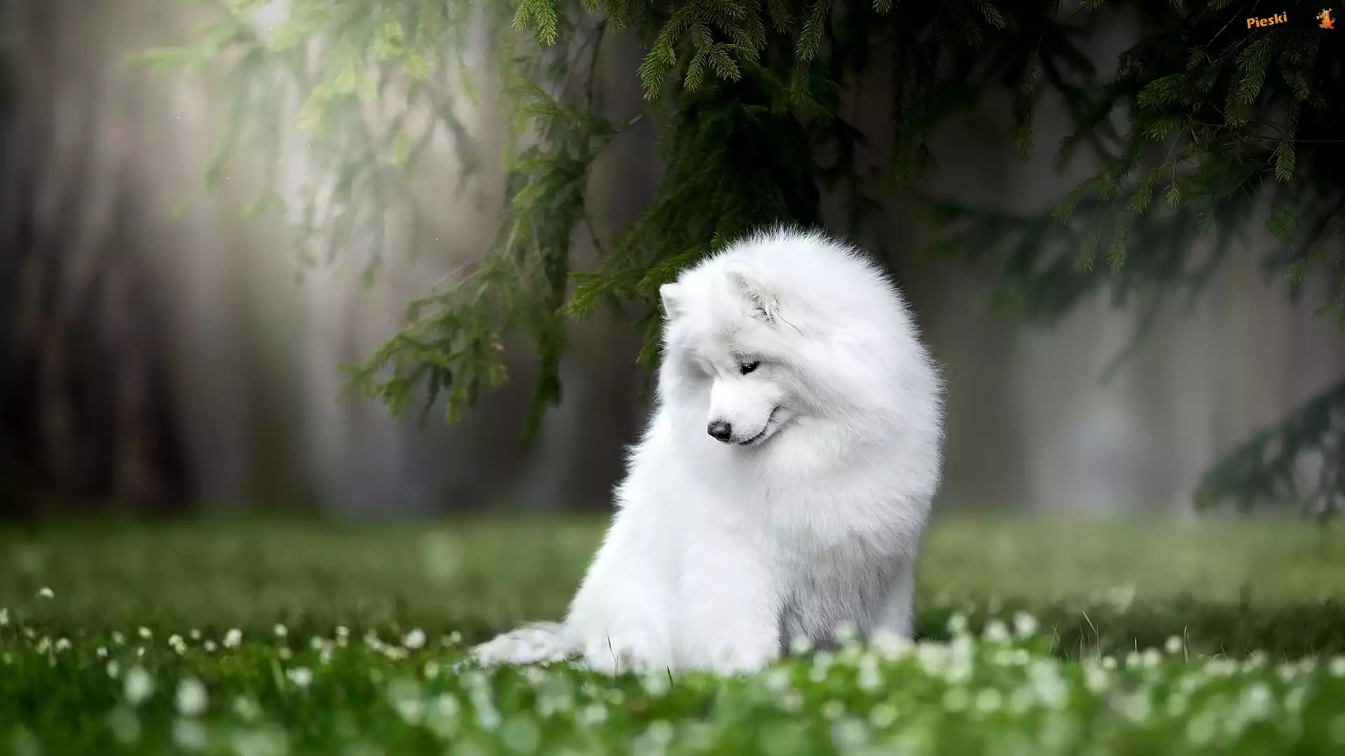 Gałęzie, Pies, Samojed, Trawa
