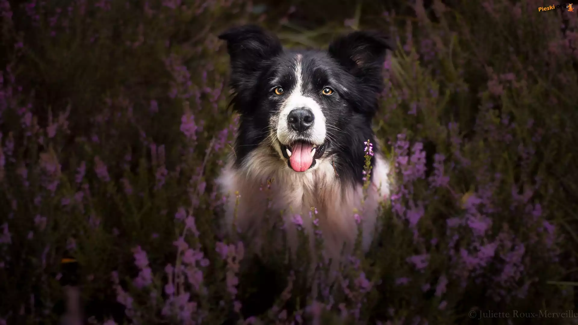 Mordka, Pies, Border collie, Wrzosy